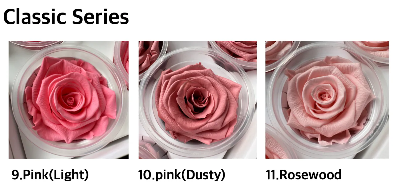 Hoja Verde厄瓜多永生玫瑰