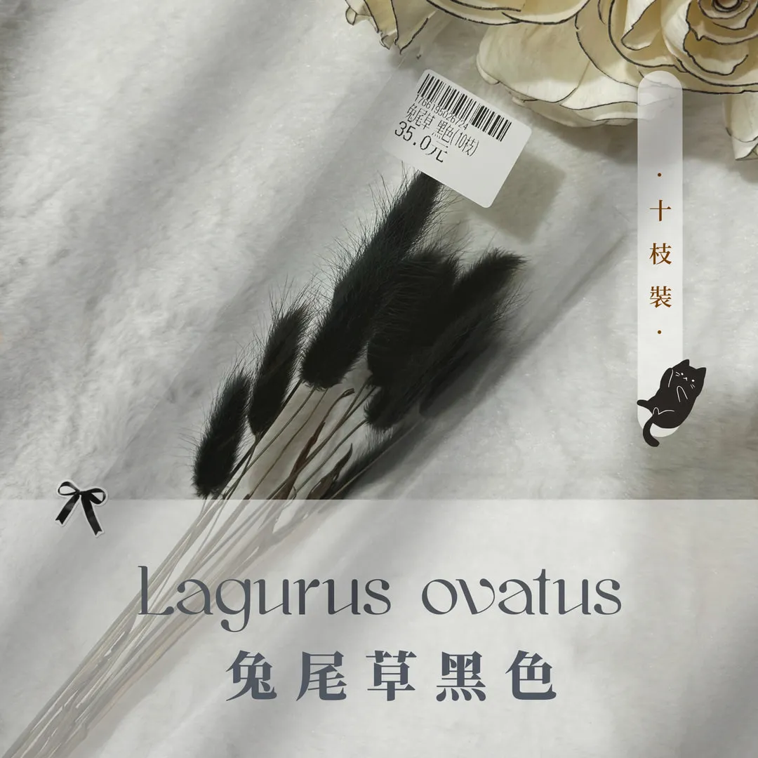 兔尾草小包裝（10枝裝）