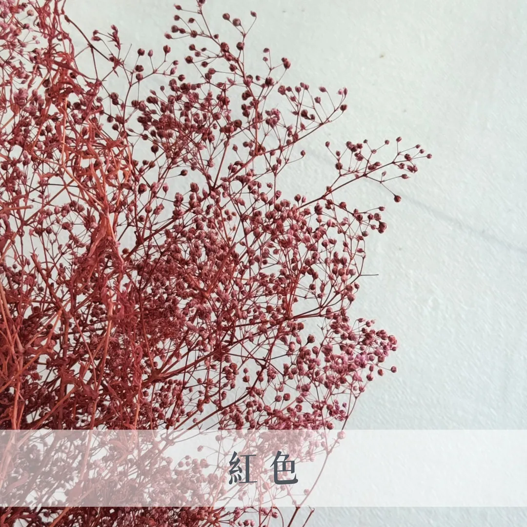 日本永生迷你滿天星