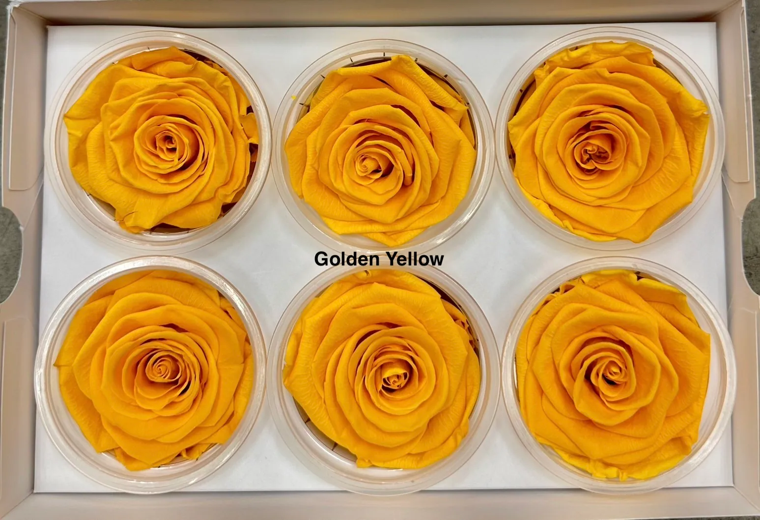 Hoja Verde厄瓜多永生玫瑰