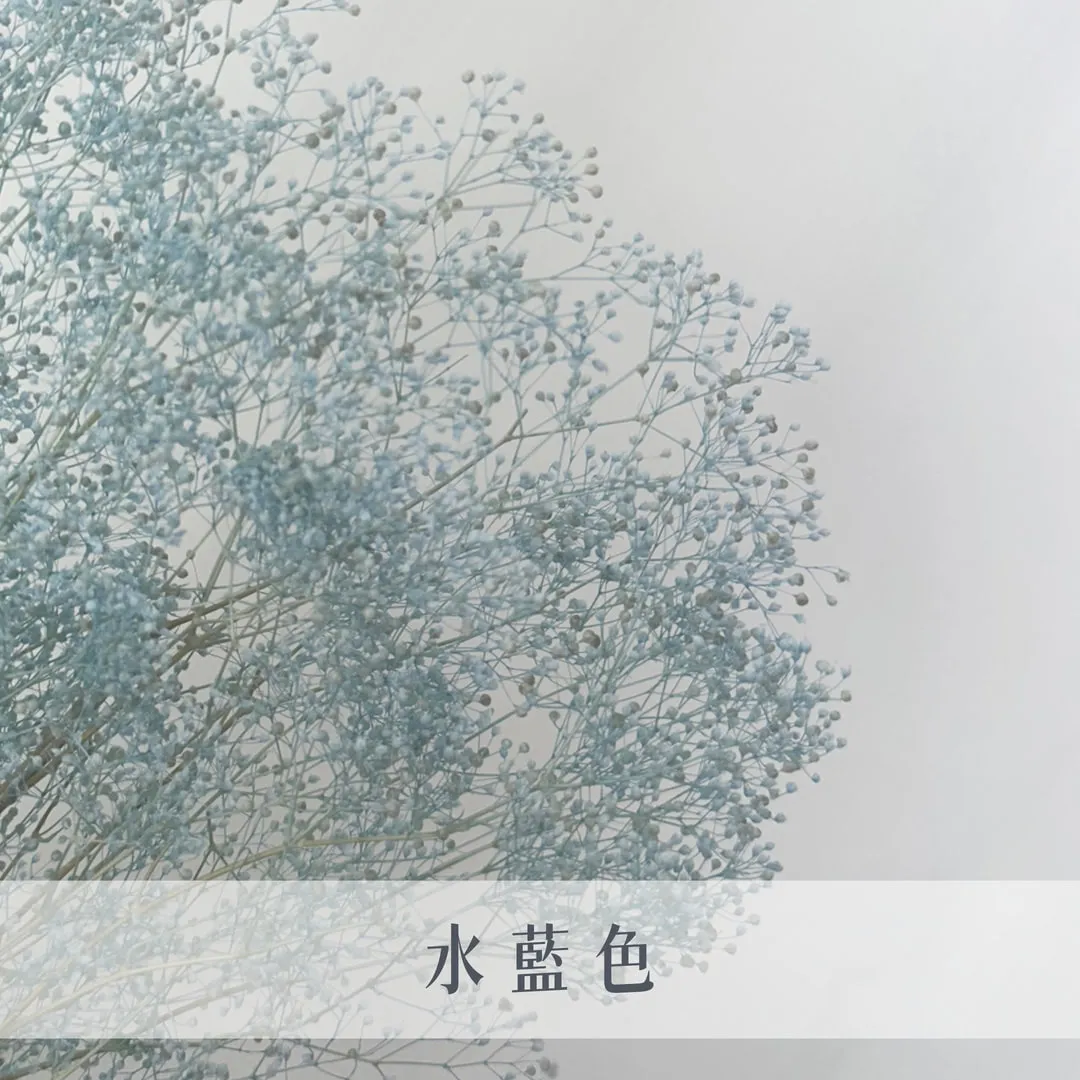 日本永生迷你滿天星