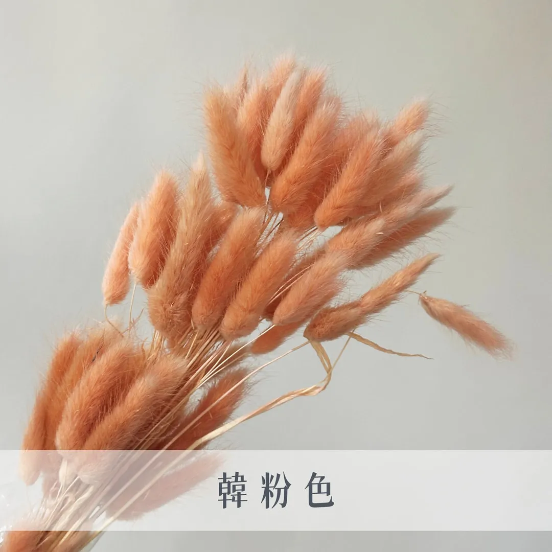 永生兔尾草（60枝裝）