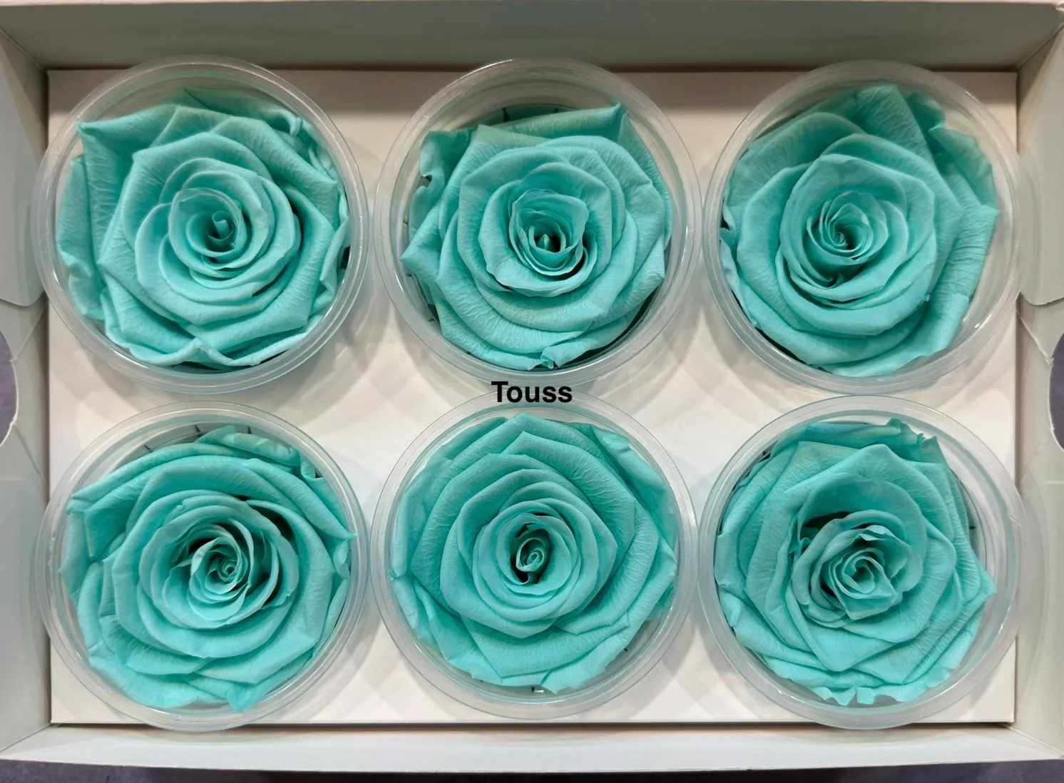 Hoja Verde厄瓜多永生玫瑰