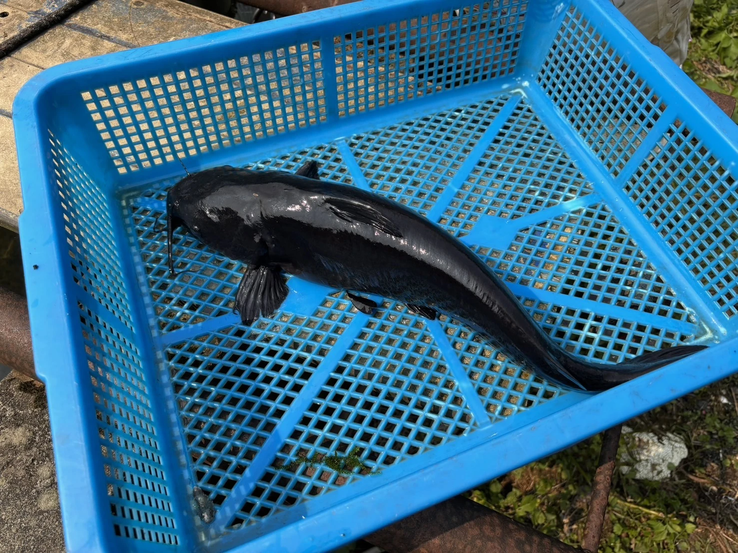 國宴魚（斤/$190）