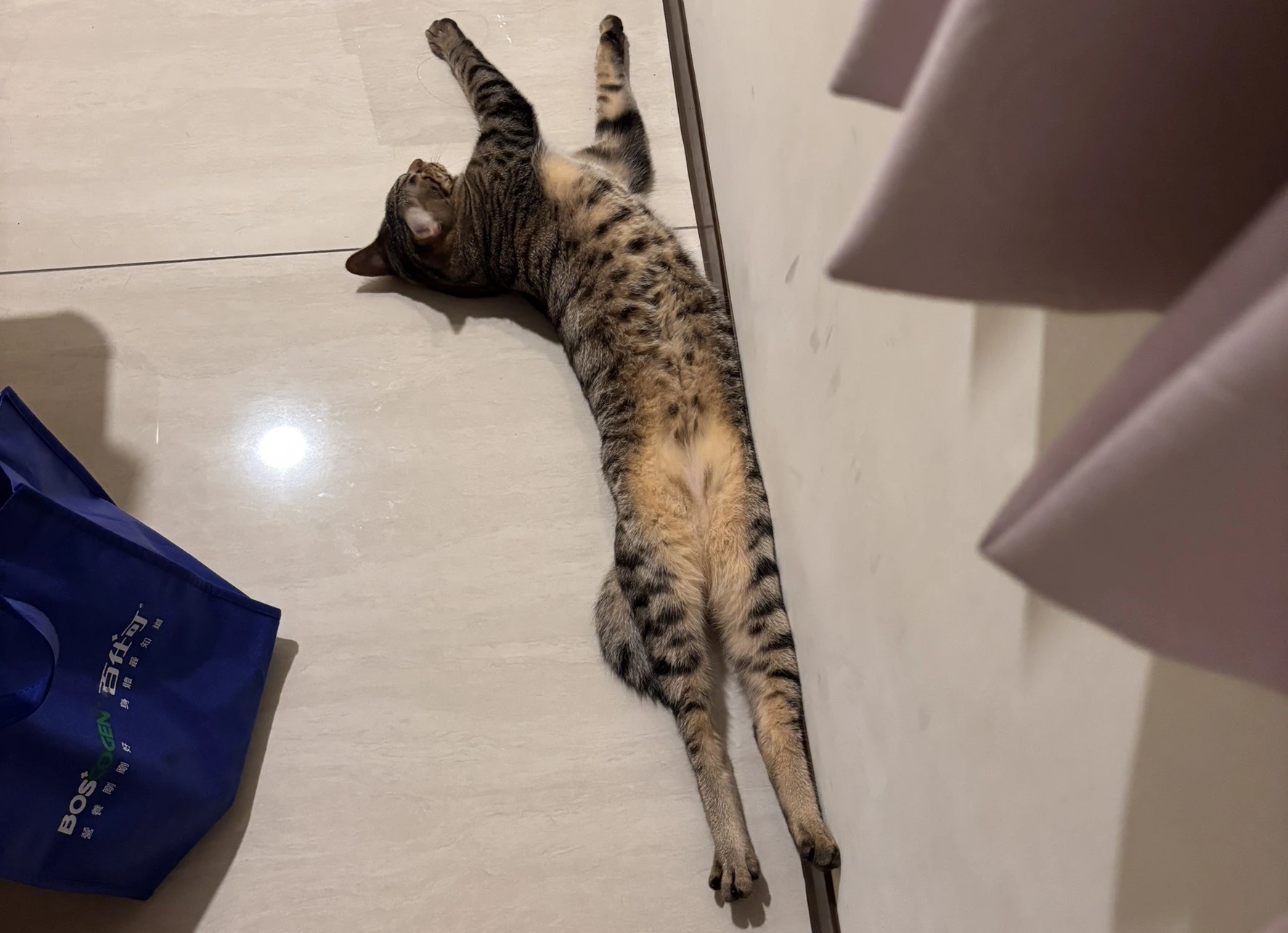 吳郭魚
