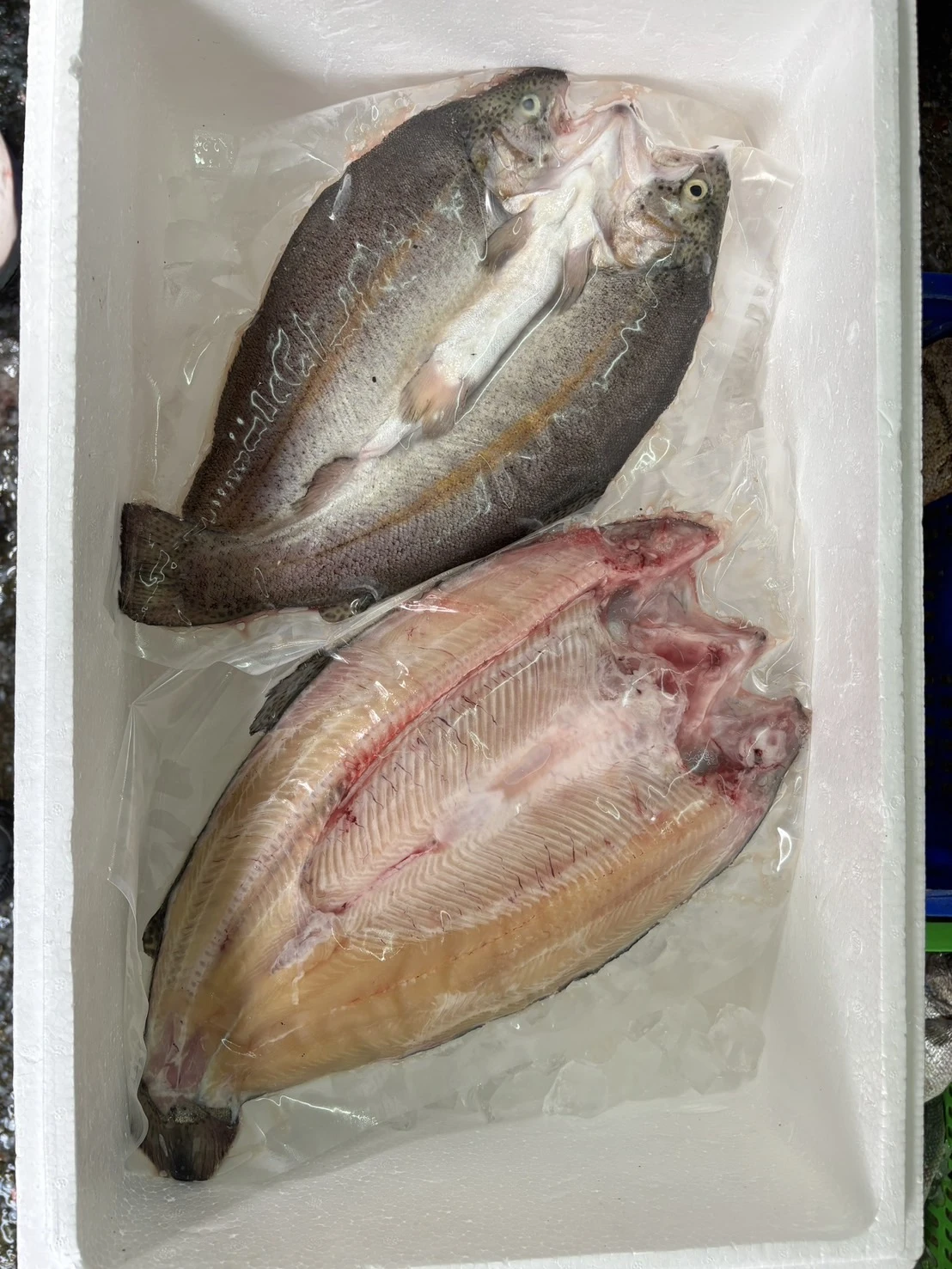 活鱒魚（斤/$190）