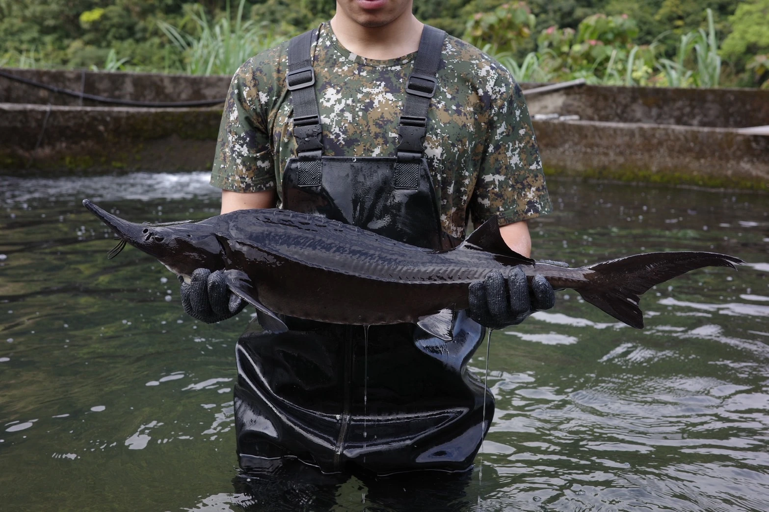 鱘龍魚（斤/$350