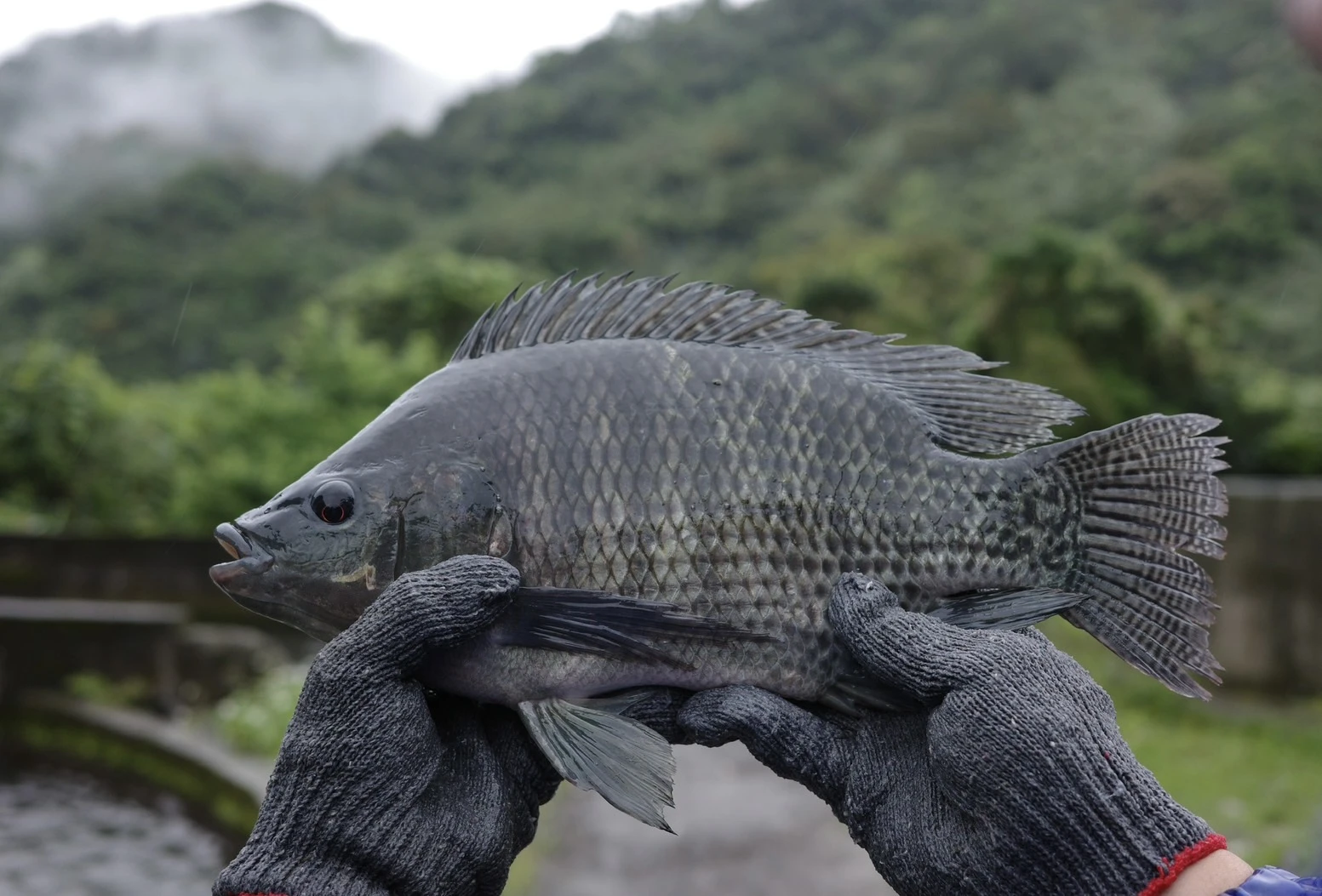 吳郭魚（斤/$100