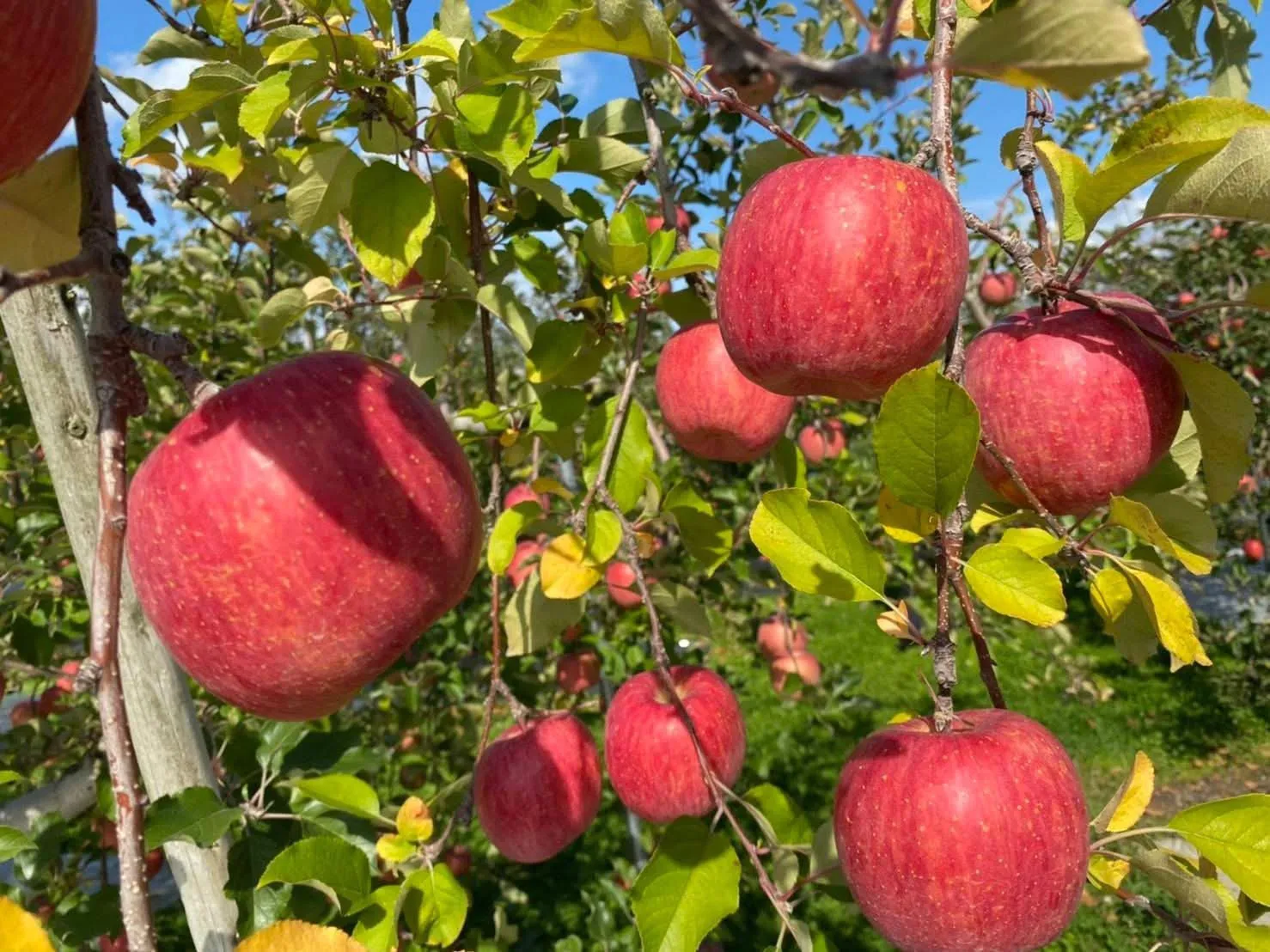 日本青森富士蘋果/原箱