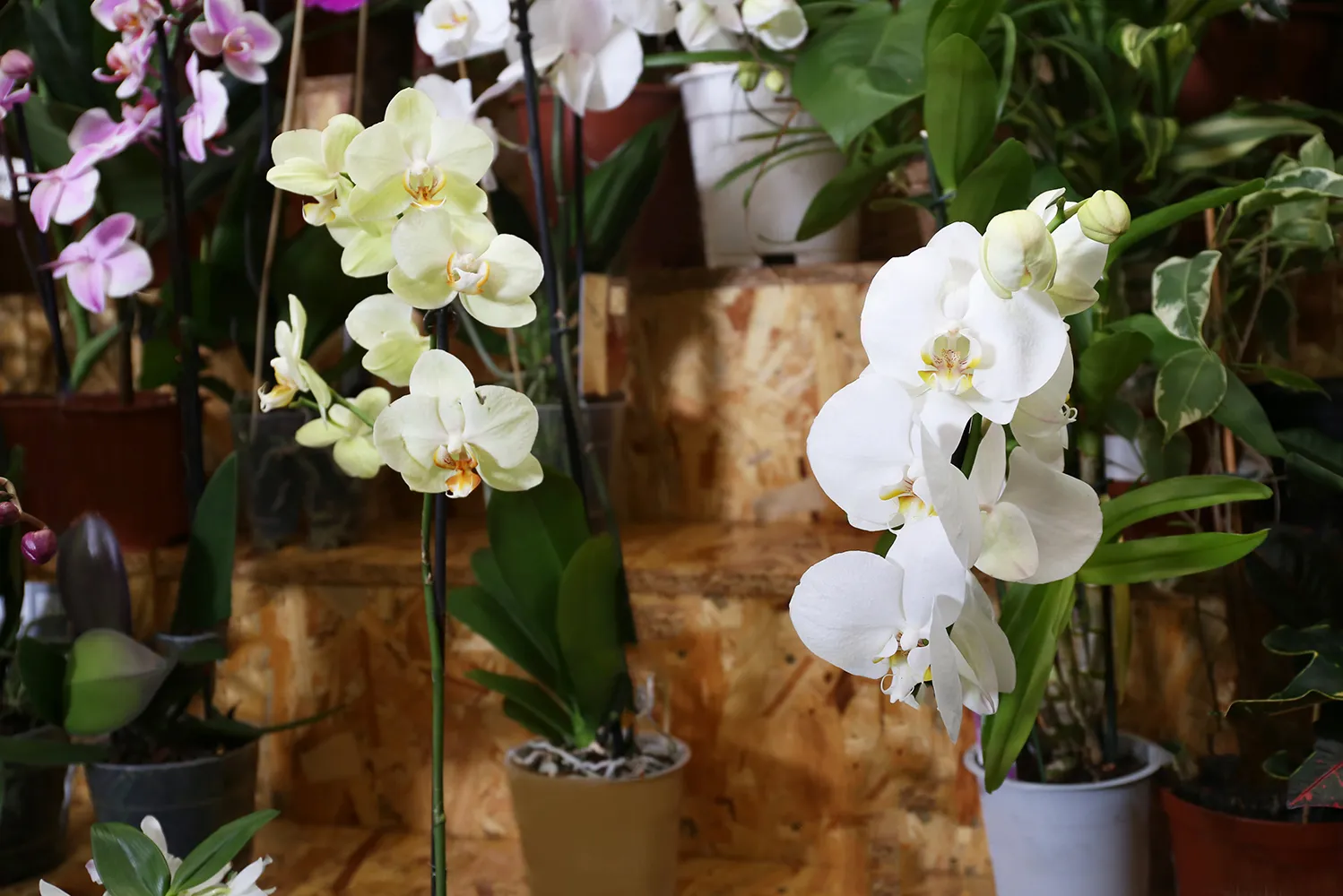 最新消息 敬請期待！