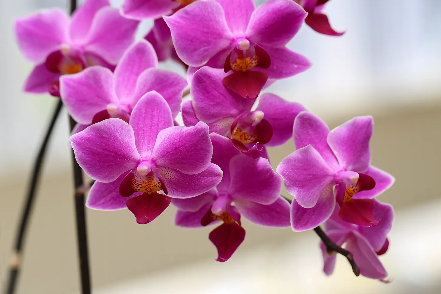 蝴蝶蘭<br>線條優雅花姿穩定，蝴蝶蘭綻放長久風景