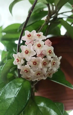 毬蘭容易開花嗎？