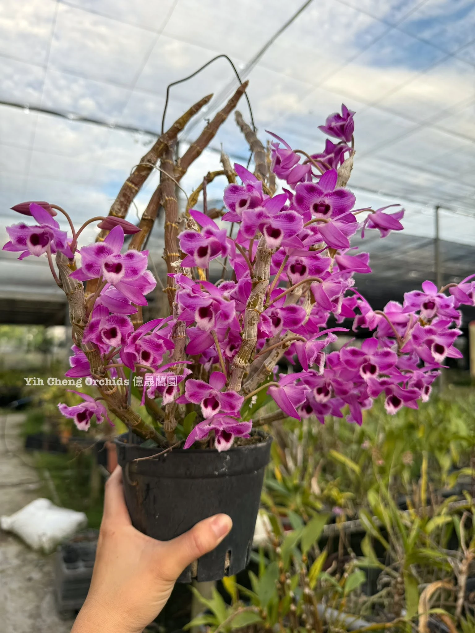 炎炎夏日，少數開花