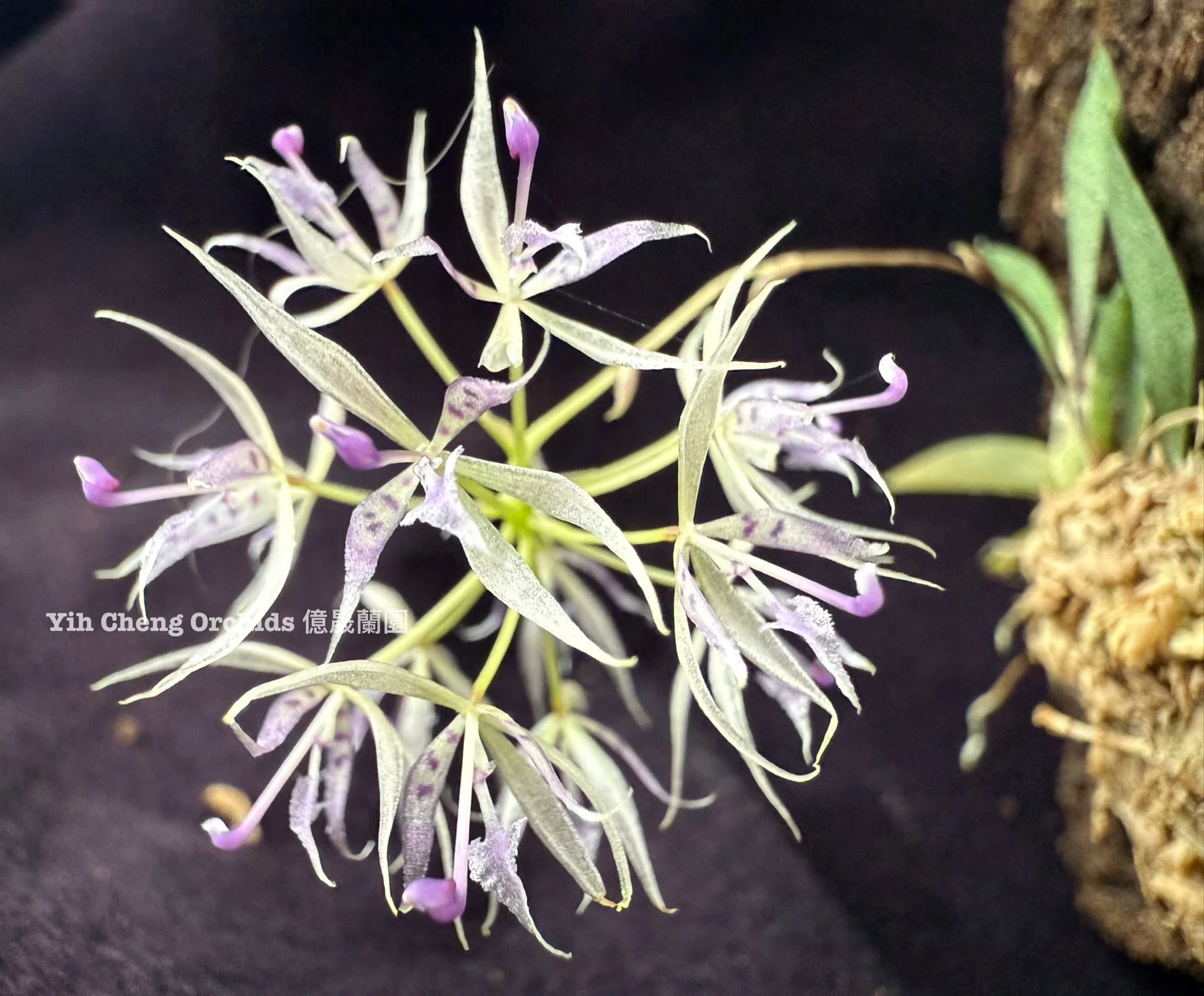 Macroclinum chasei 小煙火蘭