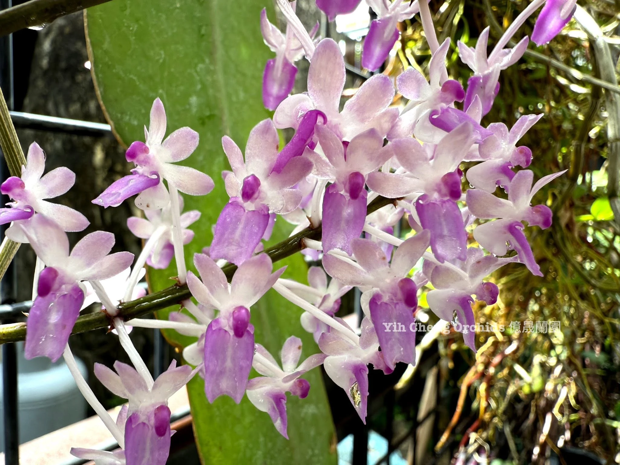 Seidenfadenia mitrata