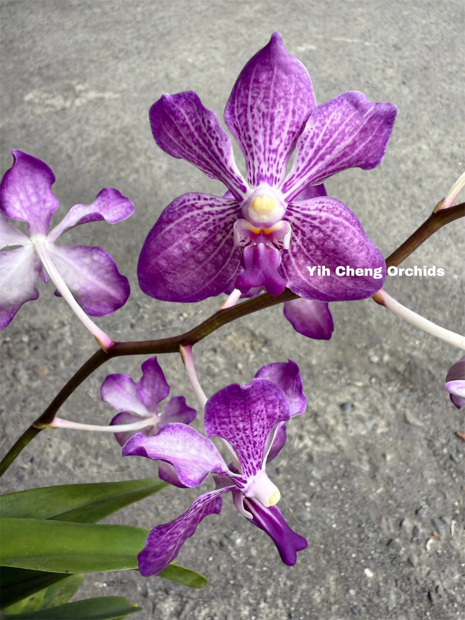 Vanda Loke x Vanda coerulea