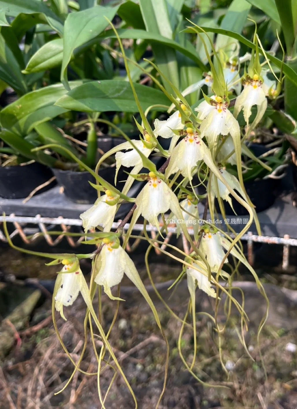 Brassia chloroleuca