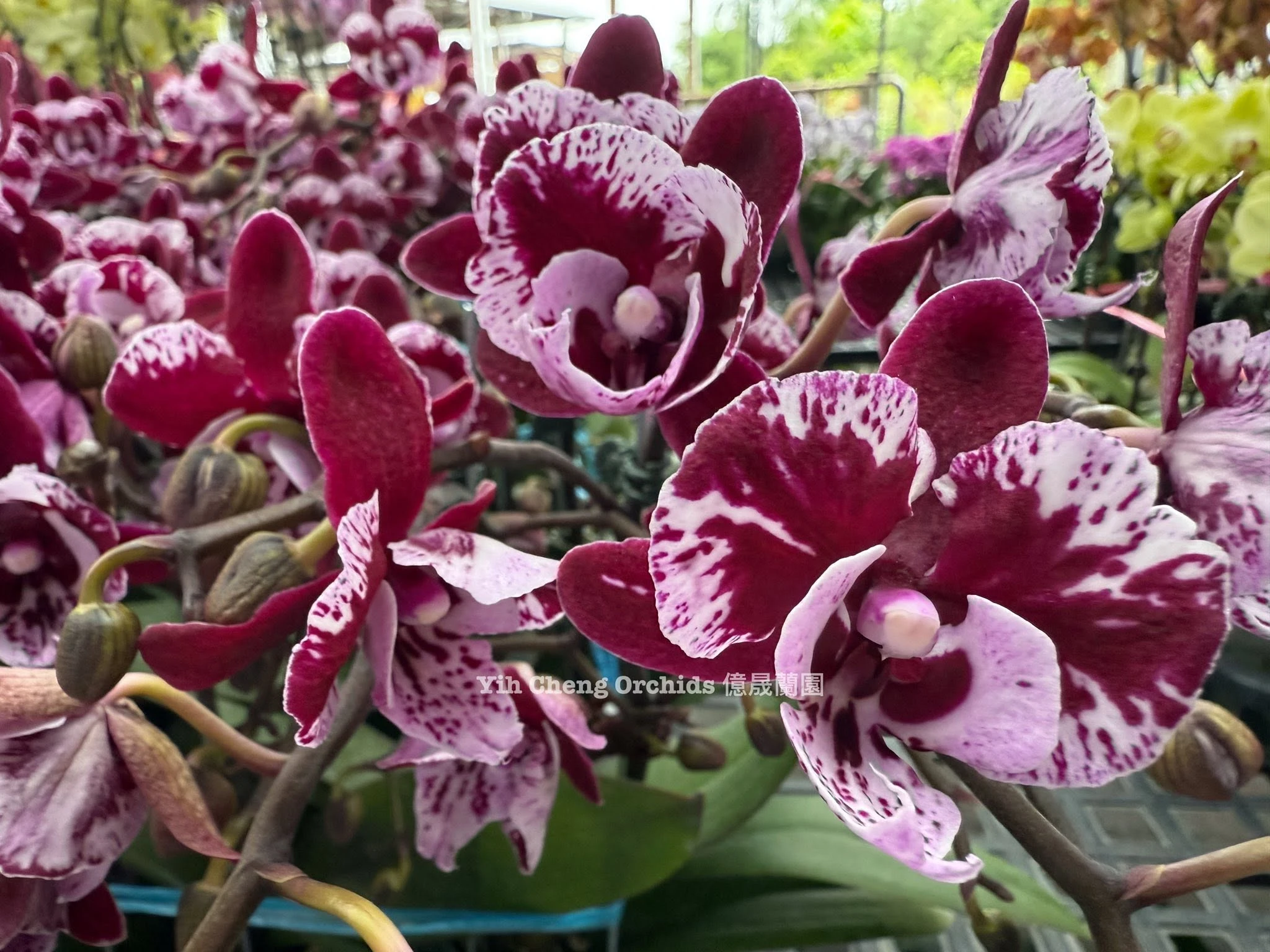Phalaenopsis