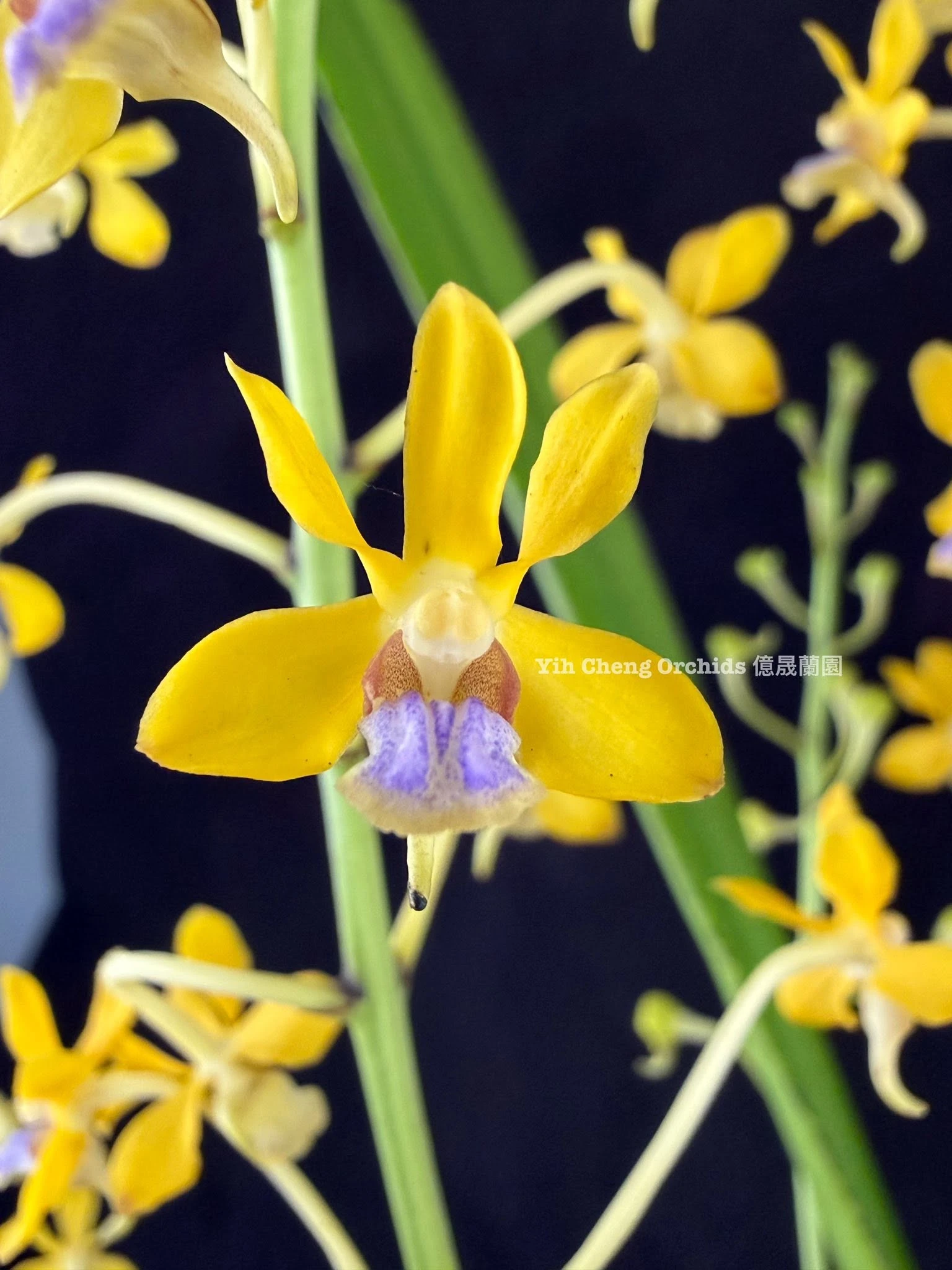 Vanda testacea