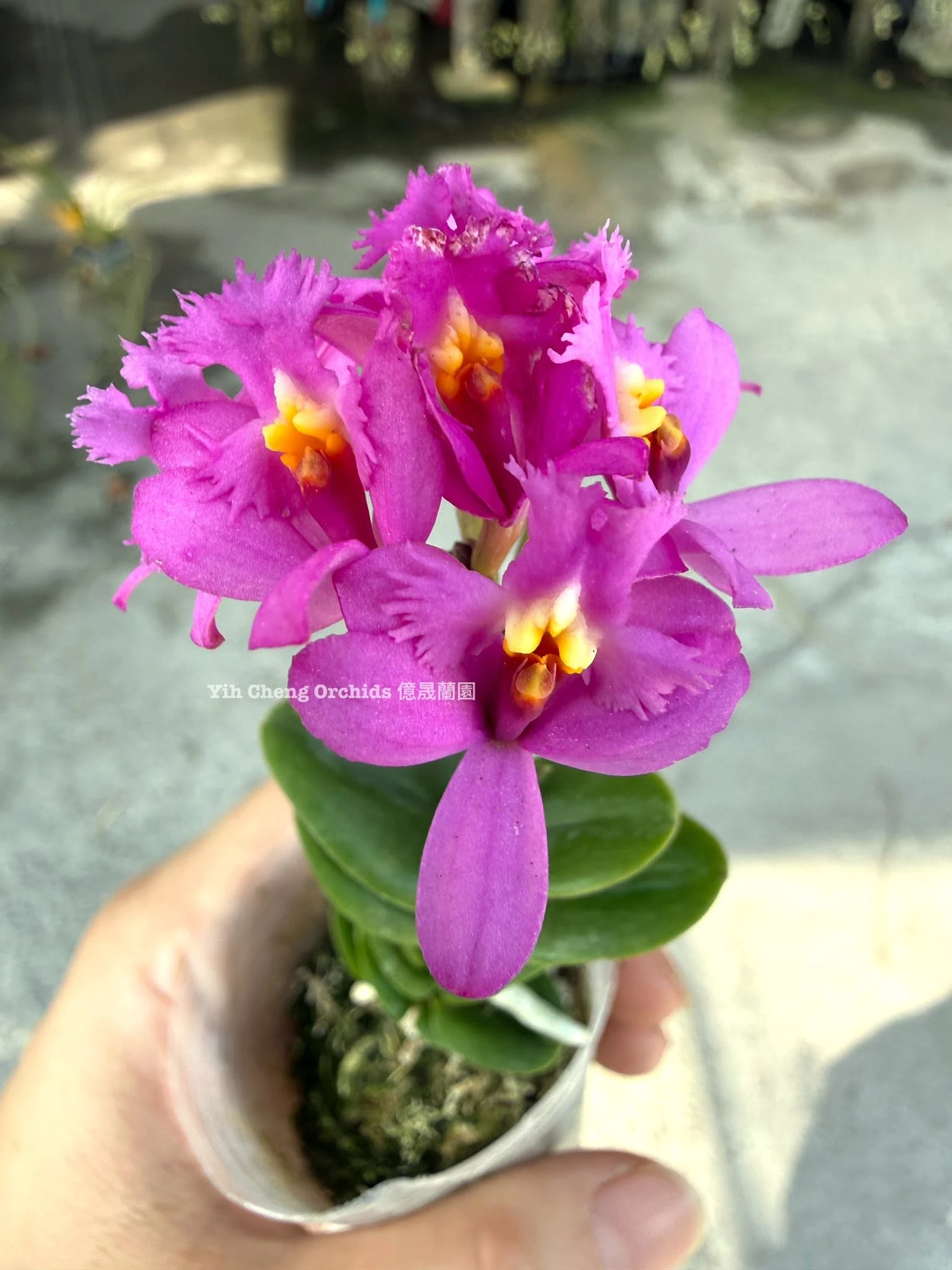 Epidendrum Charm Valley “Little Dragon”