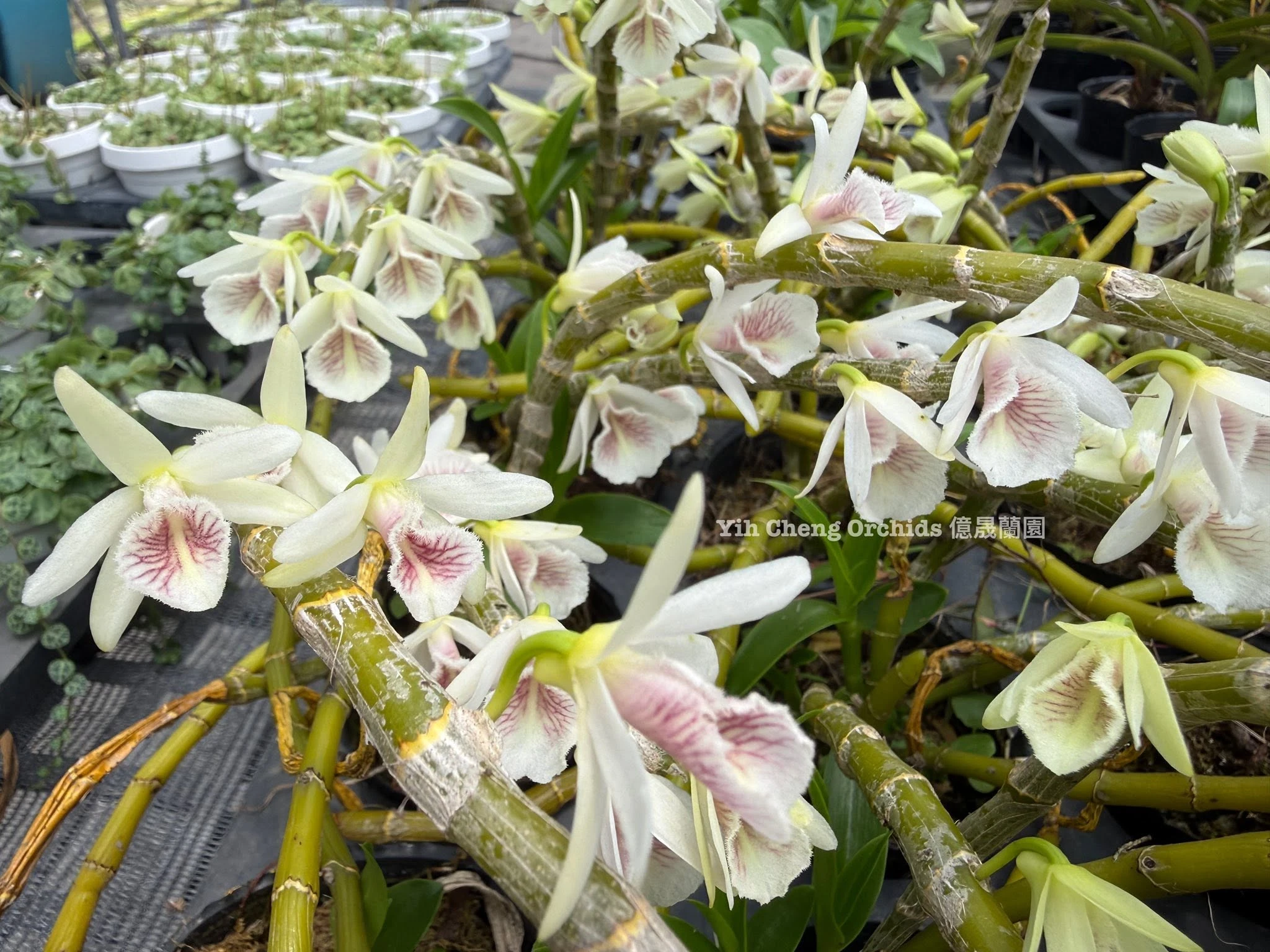 Dendrobium cretaceum 血絲白貝殼石斛
