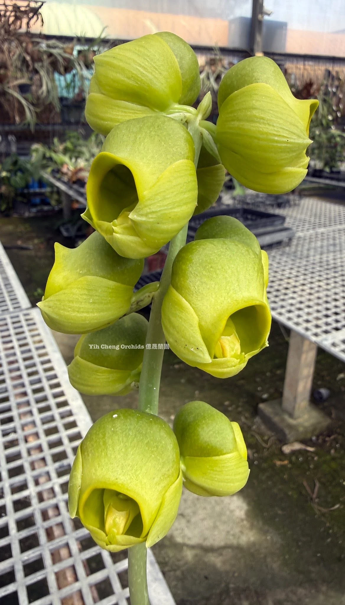Catasetum planiceps