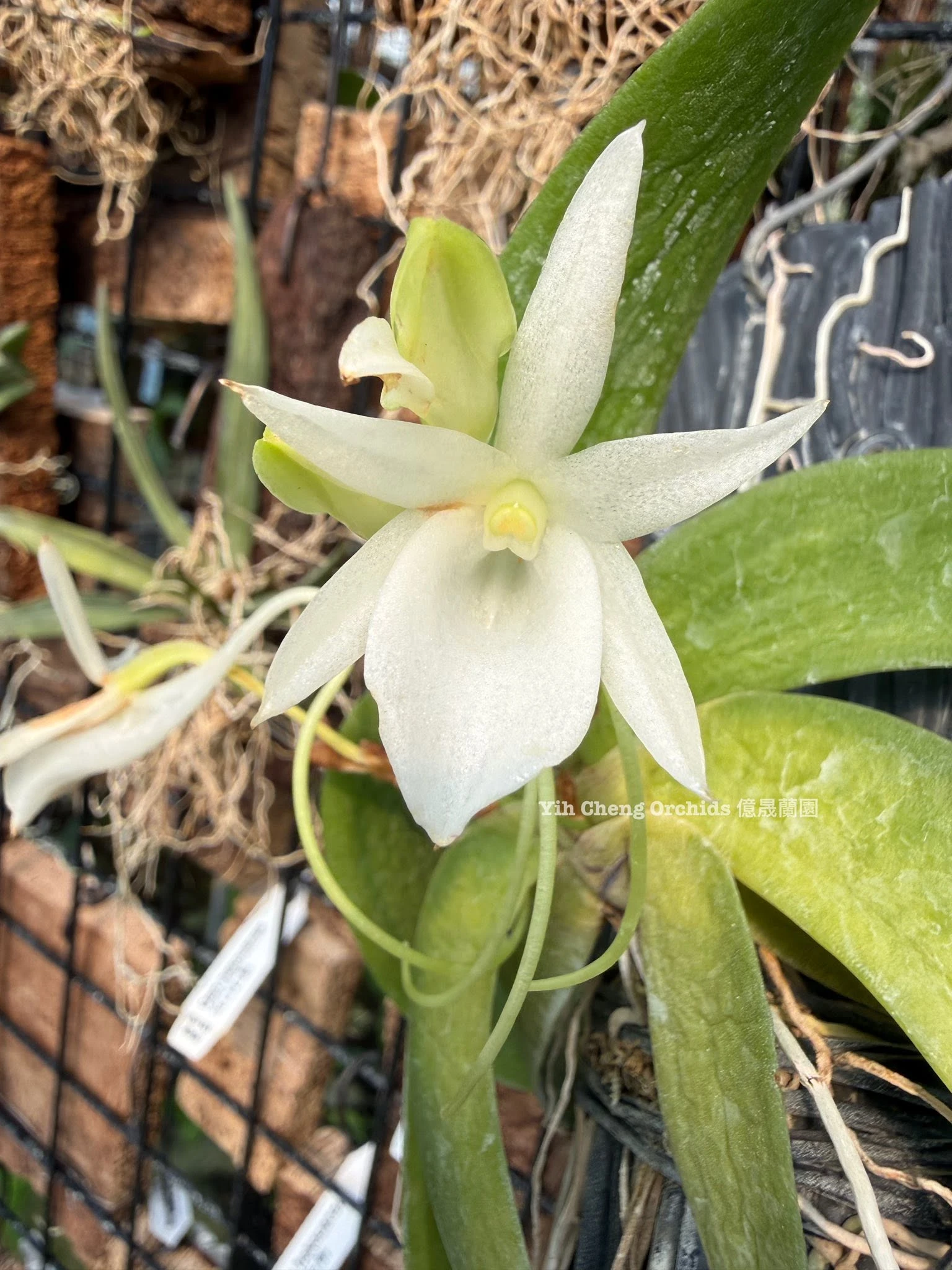 Aerangis leonis