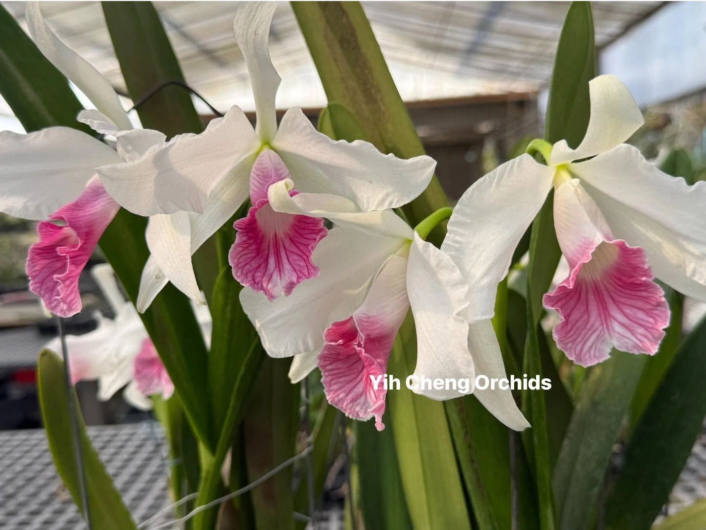 L. purpurata var. carnea