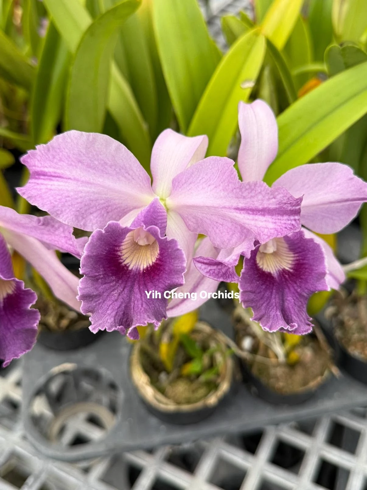 Lc. Canhamiana var. coerulea ''Azure Sky'' HCC/AOS
