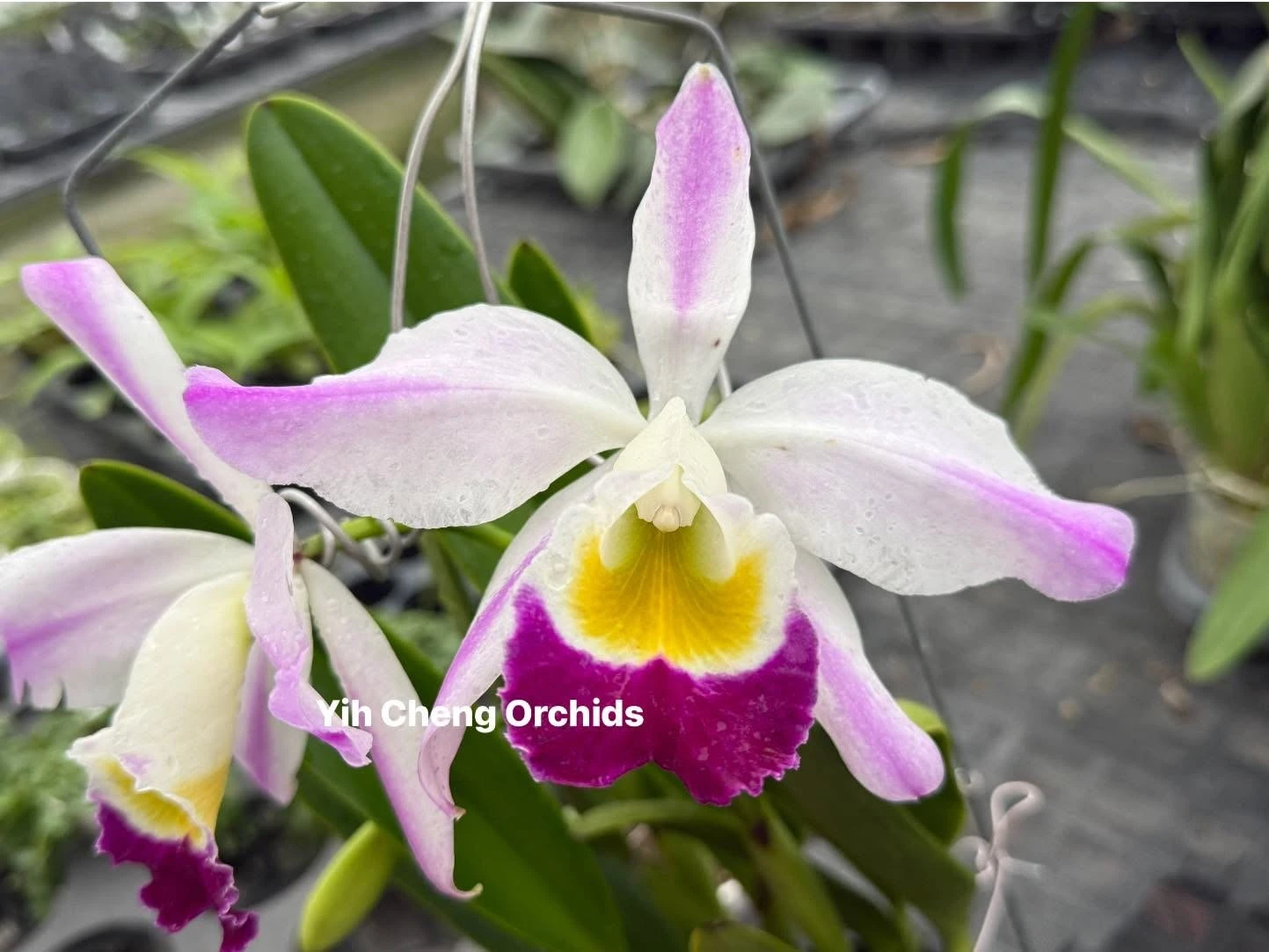 C. eldorado var. semi-alba flamea