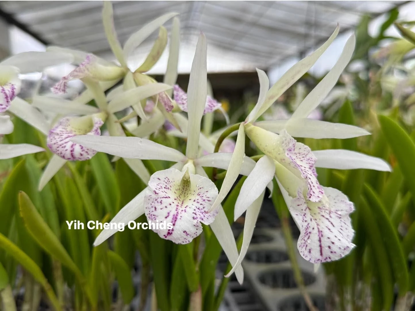 Bc. Nanipuakea 'Dogashima'