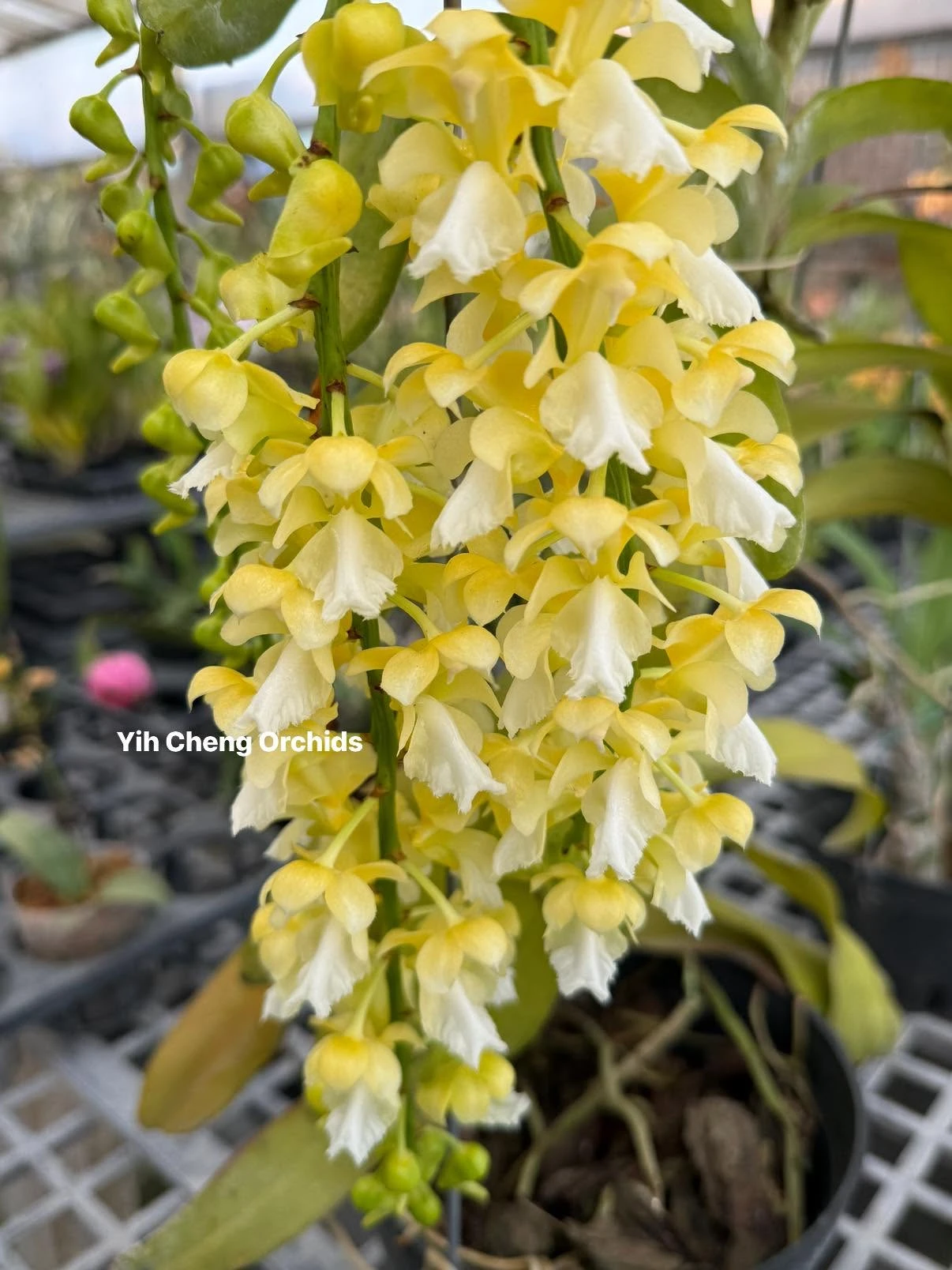 Aerides houlletiana alba