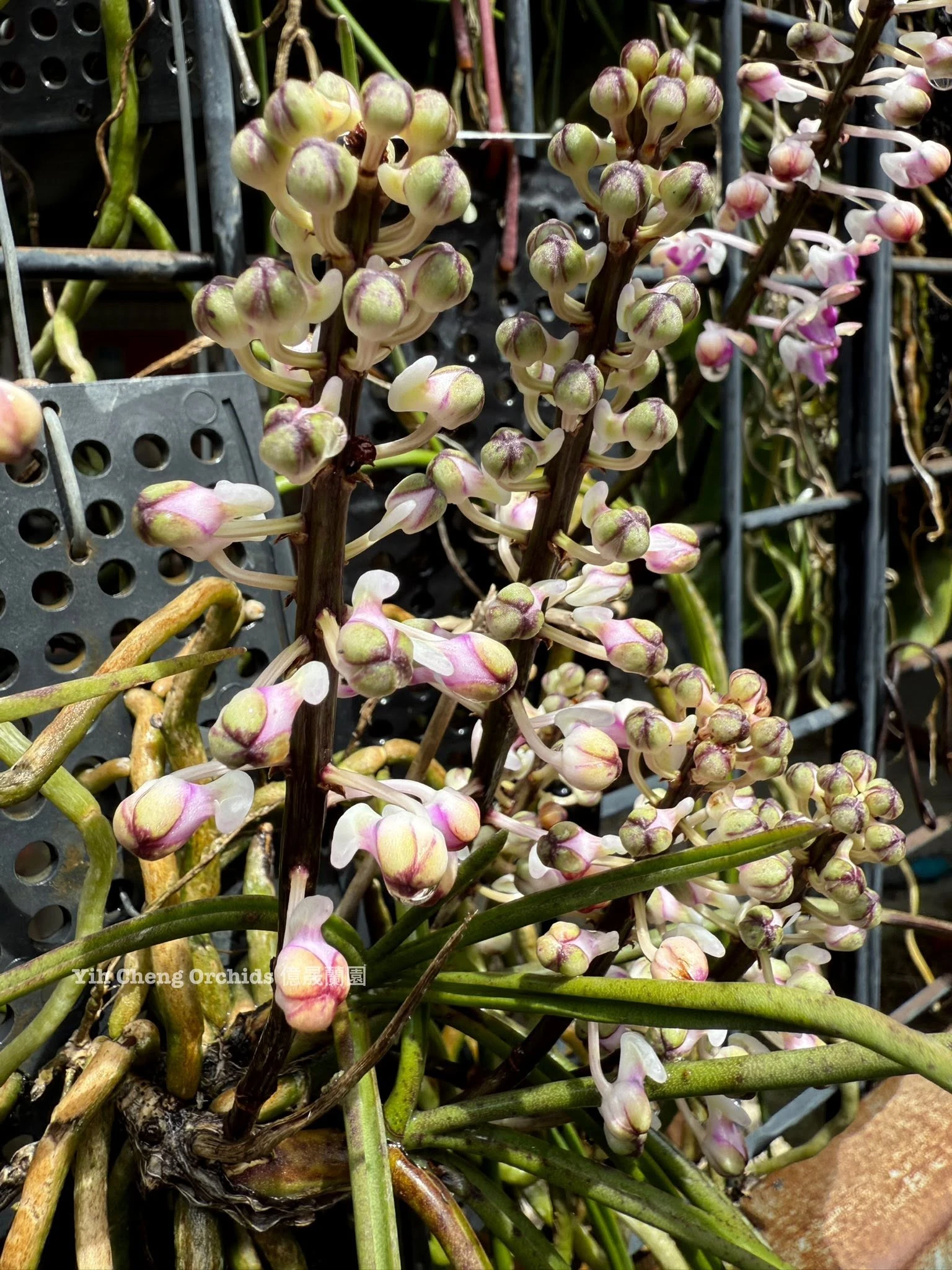 Seidenfadenia mitrata