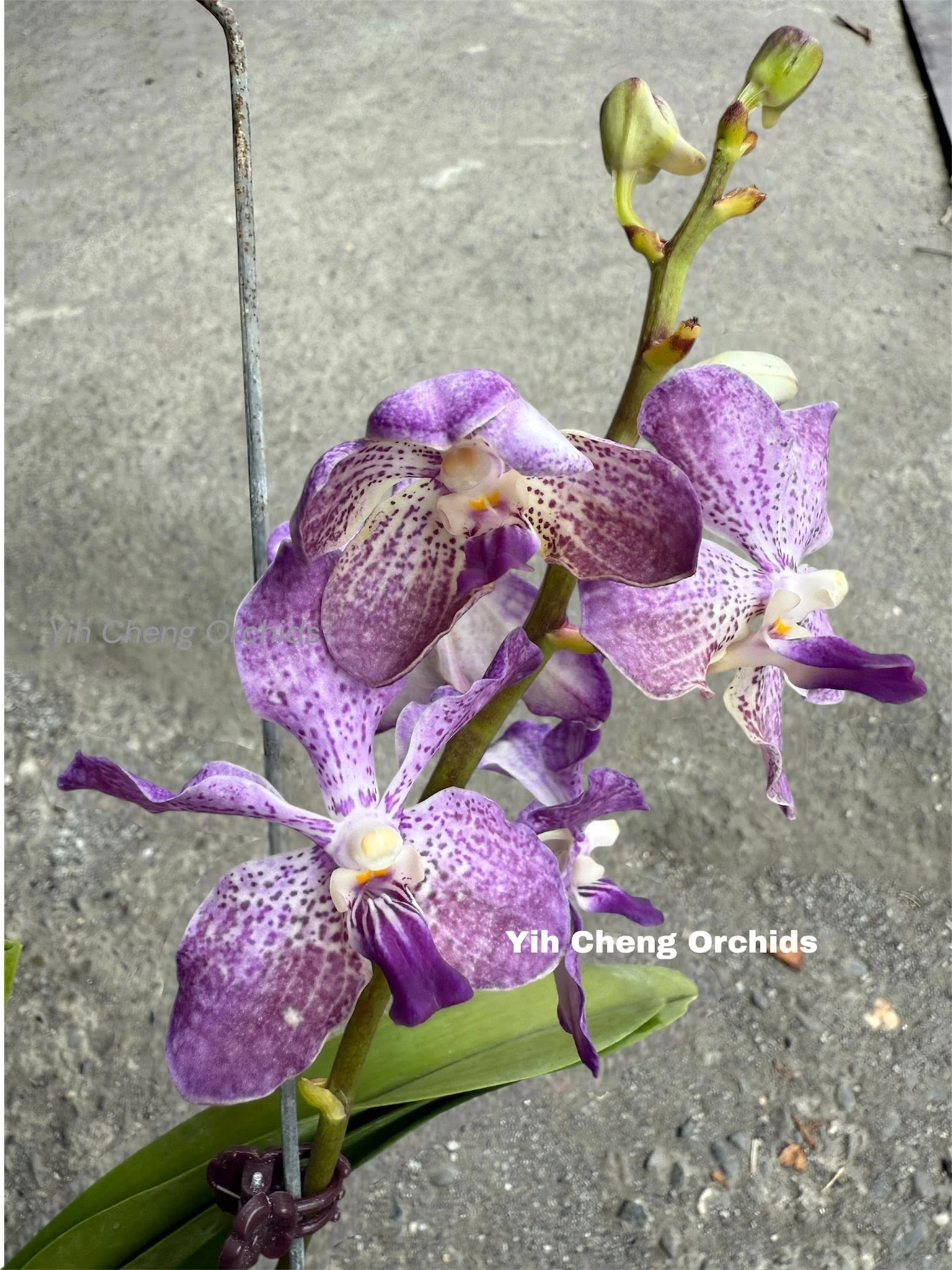 Vanda Loke x Vanda coerulea