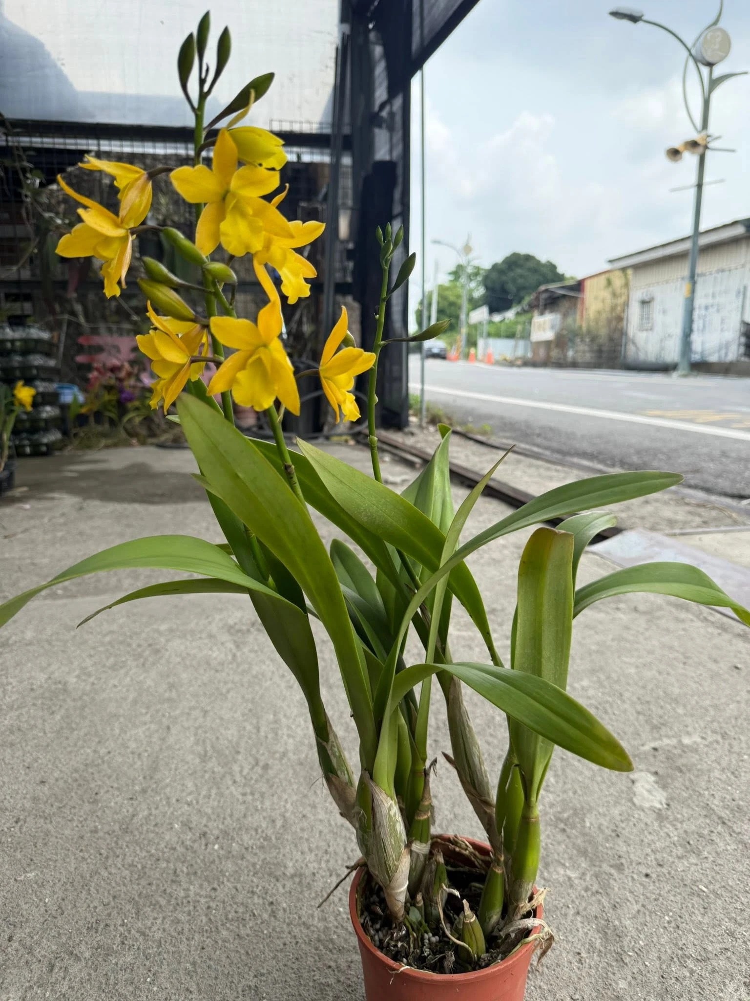 Enanthleya Golden Sunburst