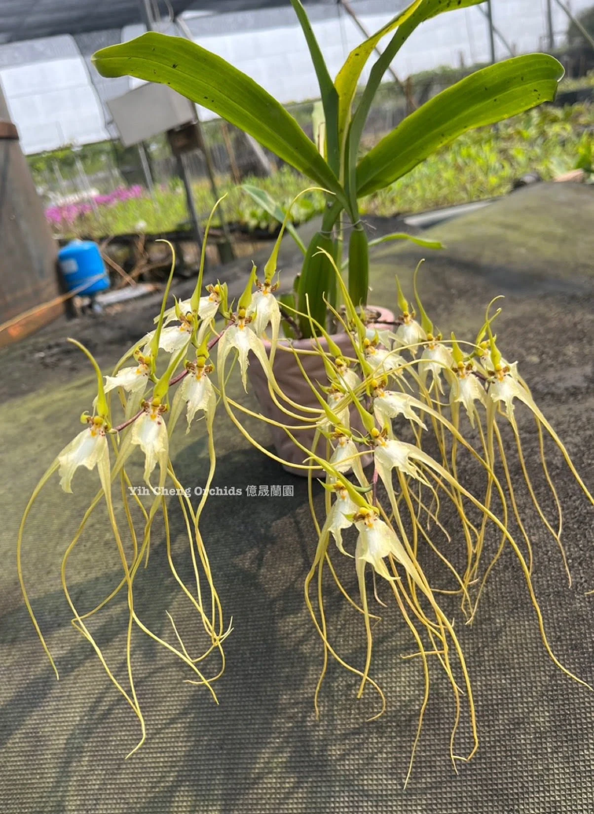 Brassia chloroleuca