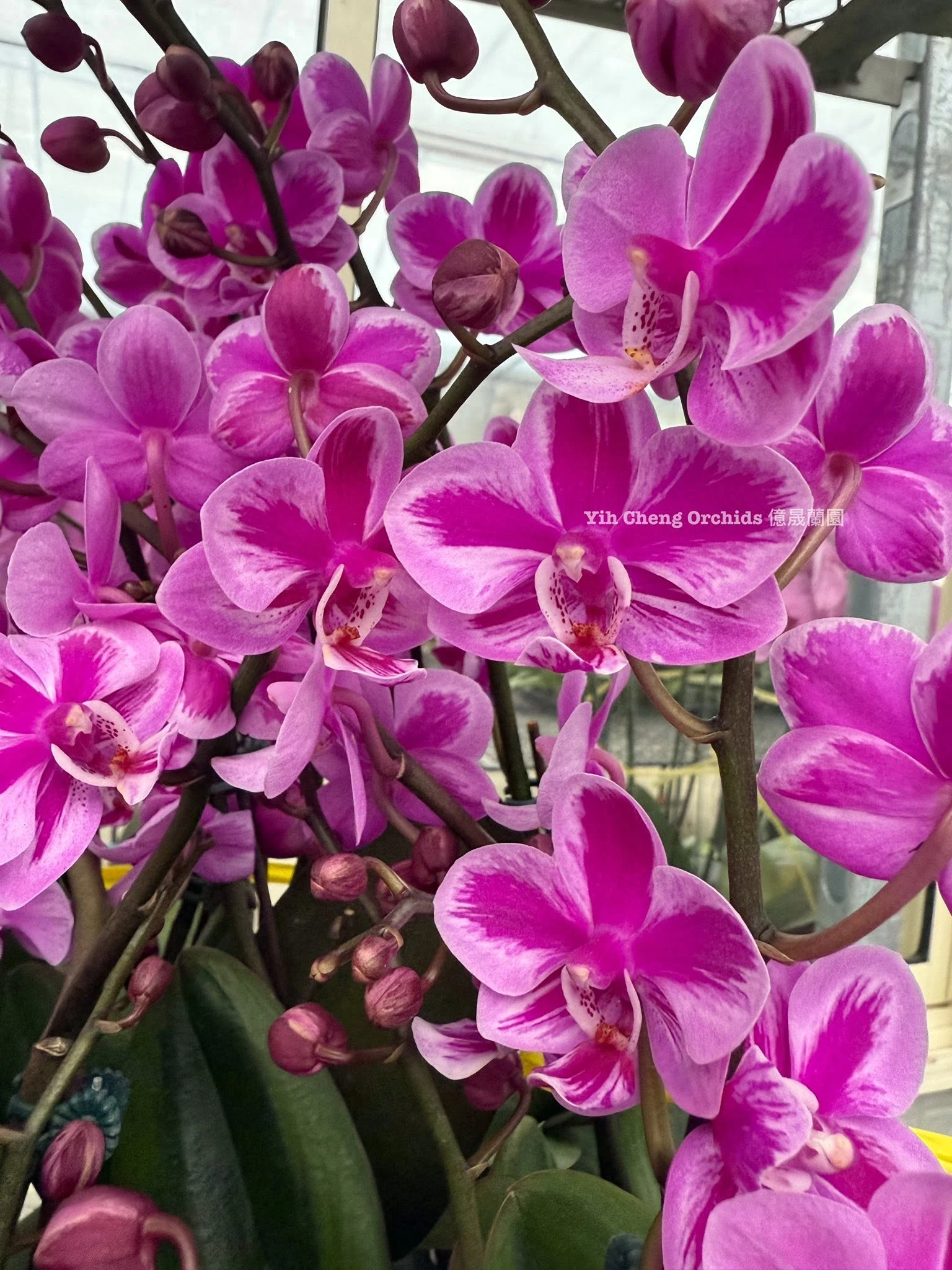 Phalaenopsis