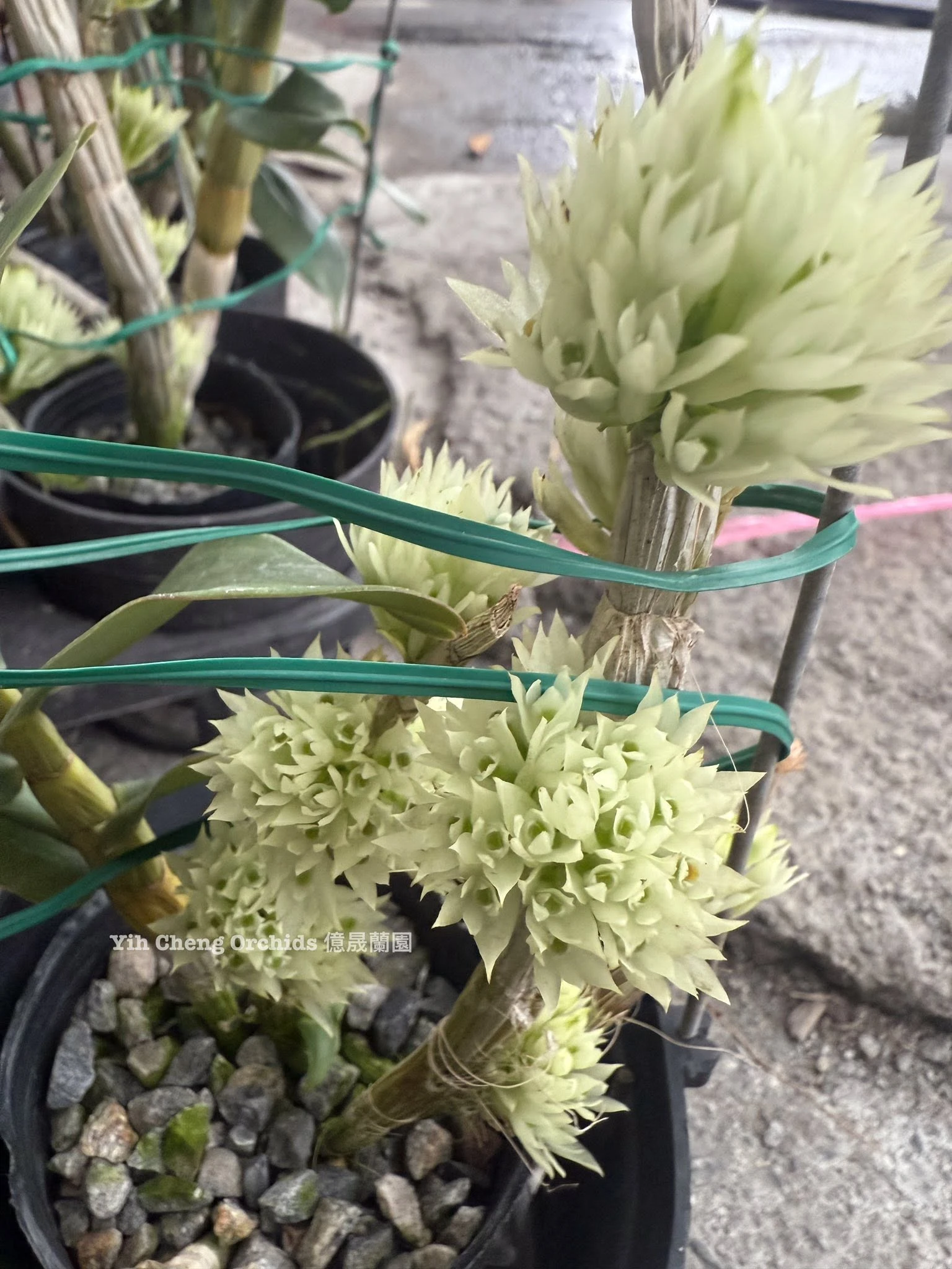 Dendrobium capituliflorum
