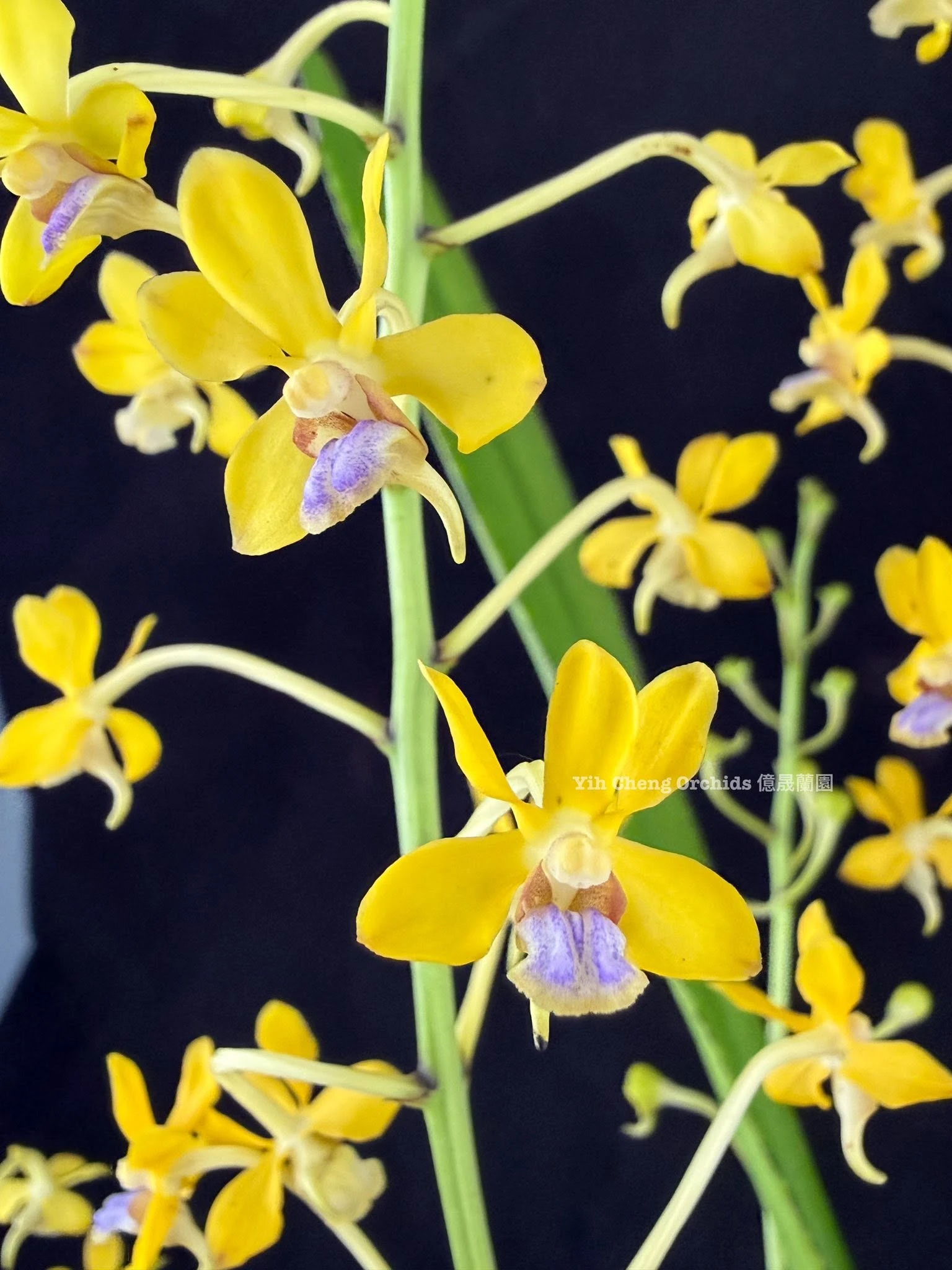Vanda testacea