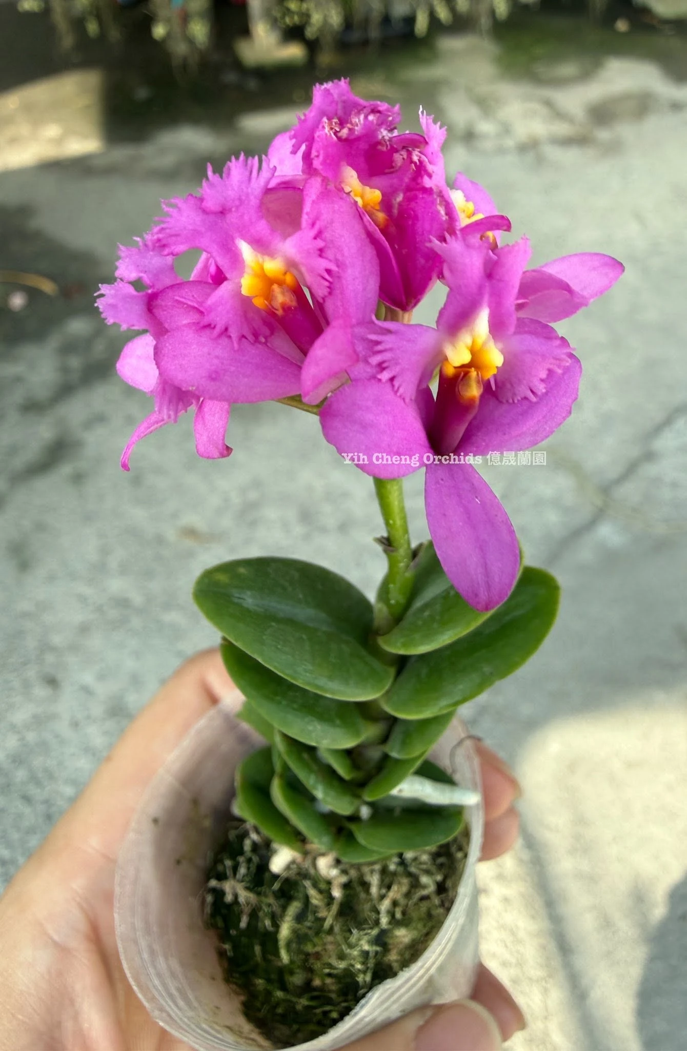 Epidendrum Charm Valley “Little Dragon”