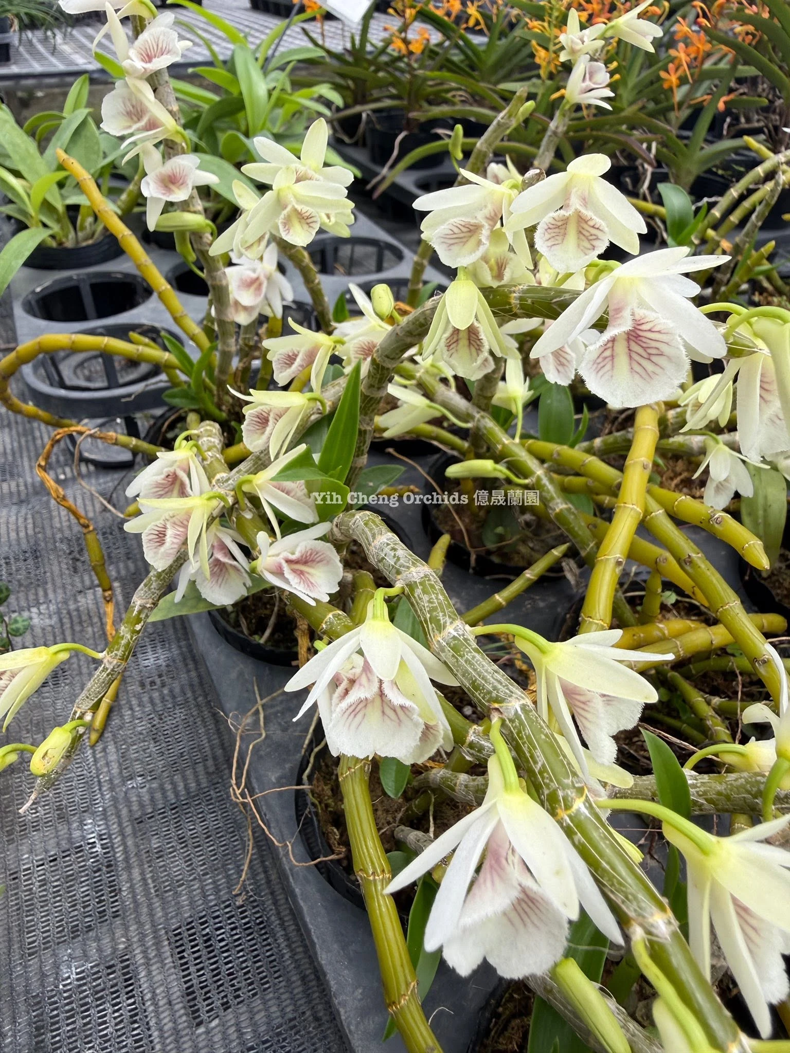 Dendrobium cretaceum 血絲白貝殼石斛