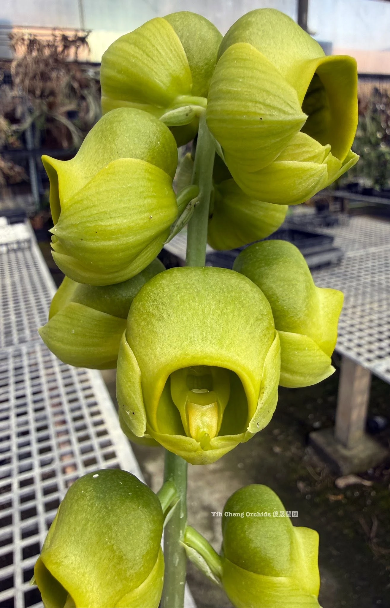 Catasetum planiceps