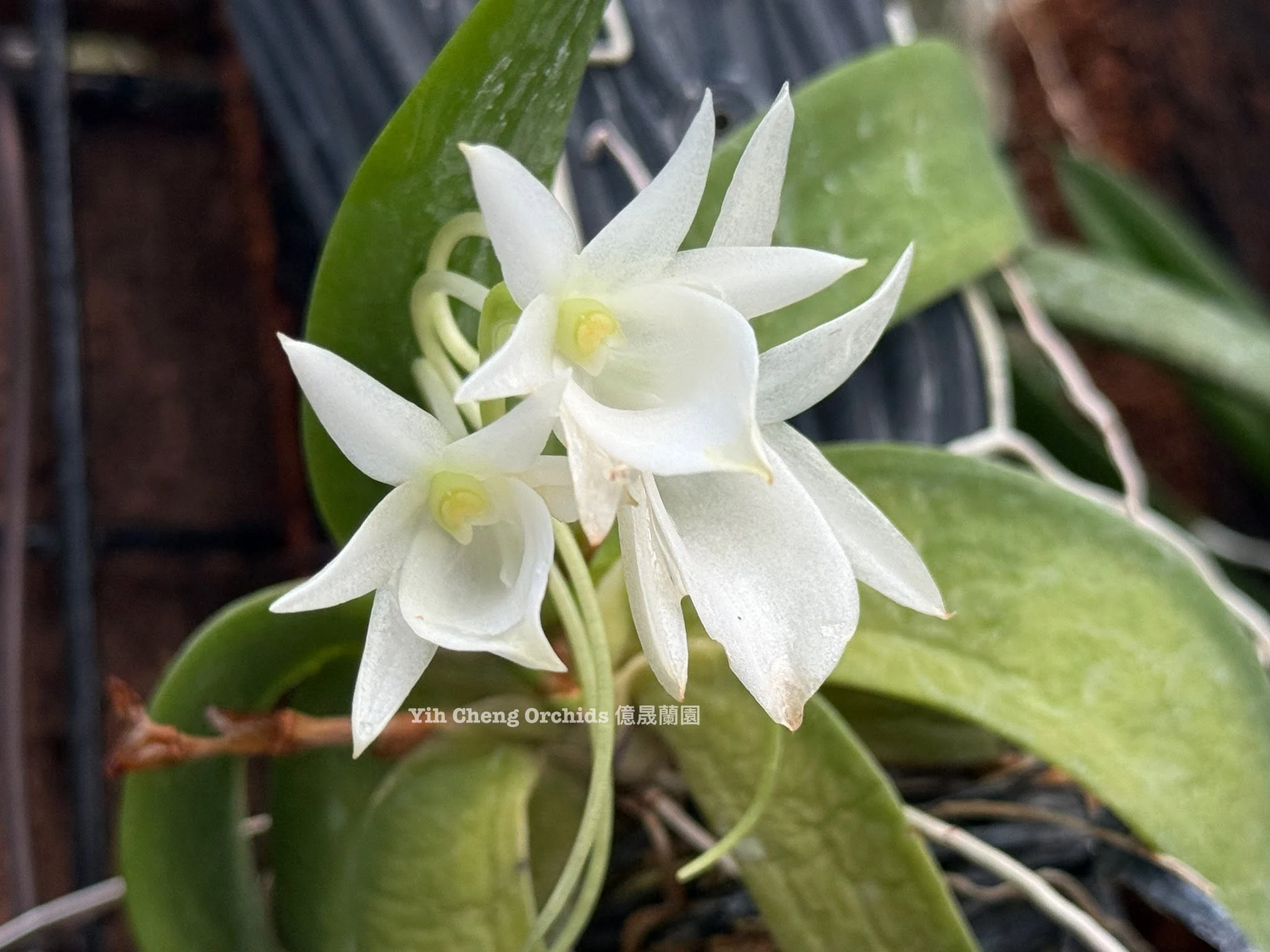 Aerangis leonis