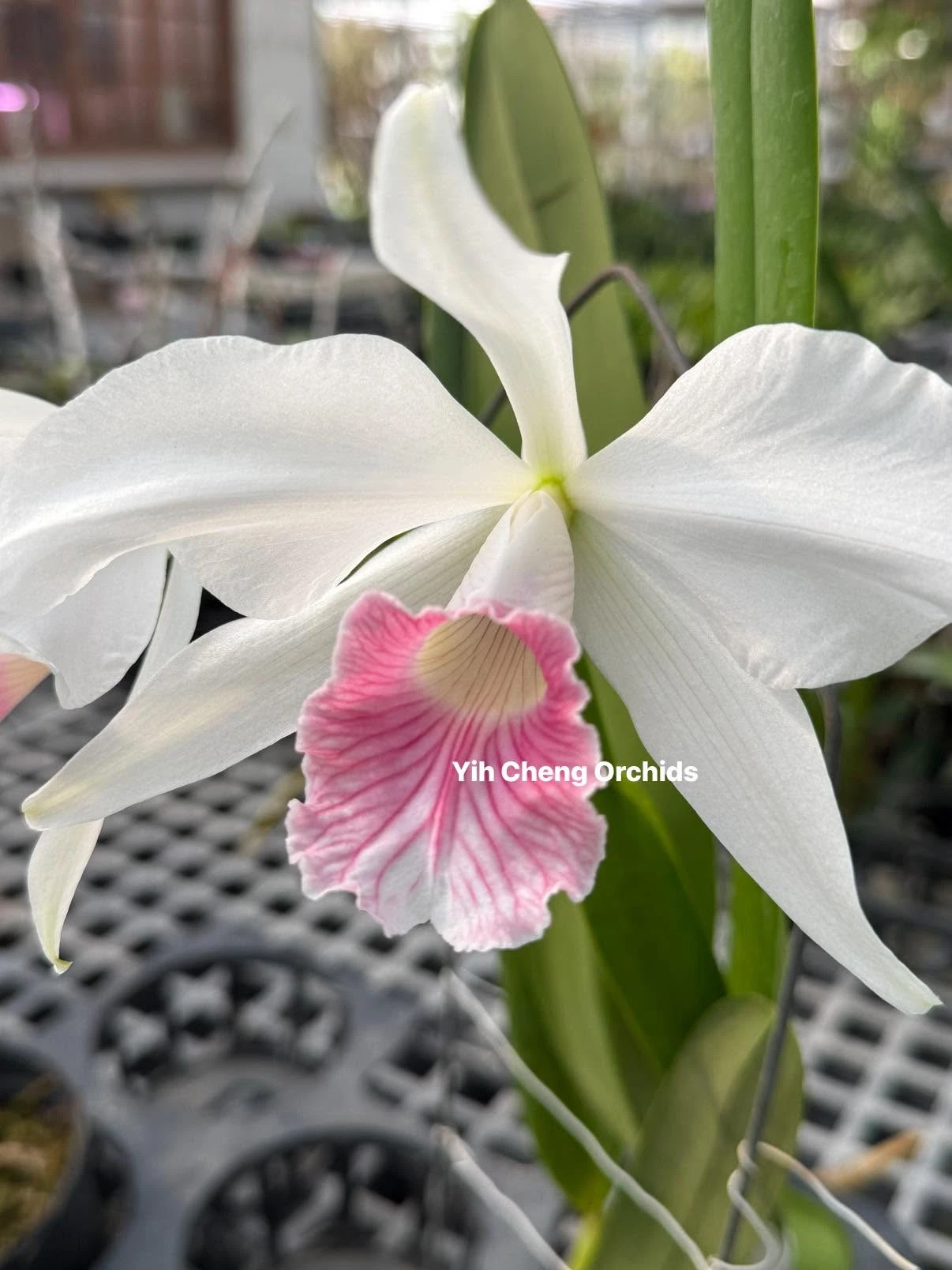 L. purpurata var. carnea