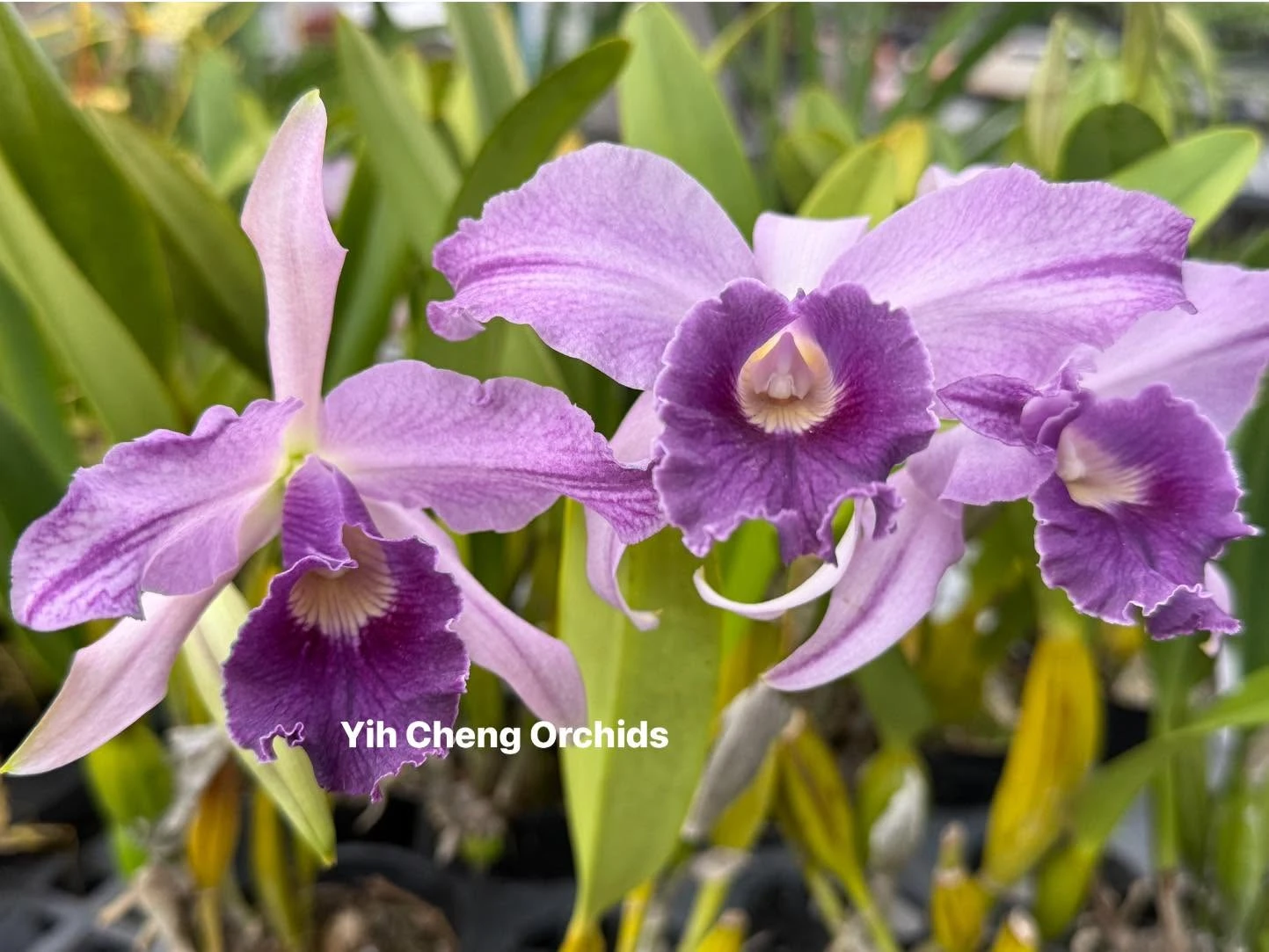 Lc. Canhamiana var. coerulea ''Azure Sky'' HCC/AOS