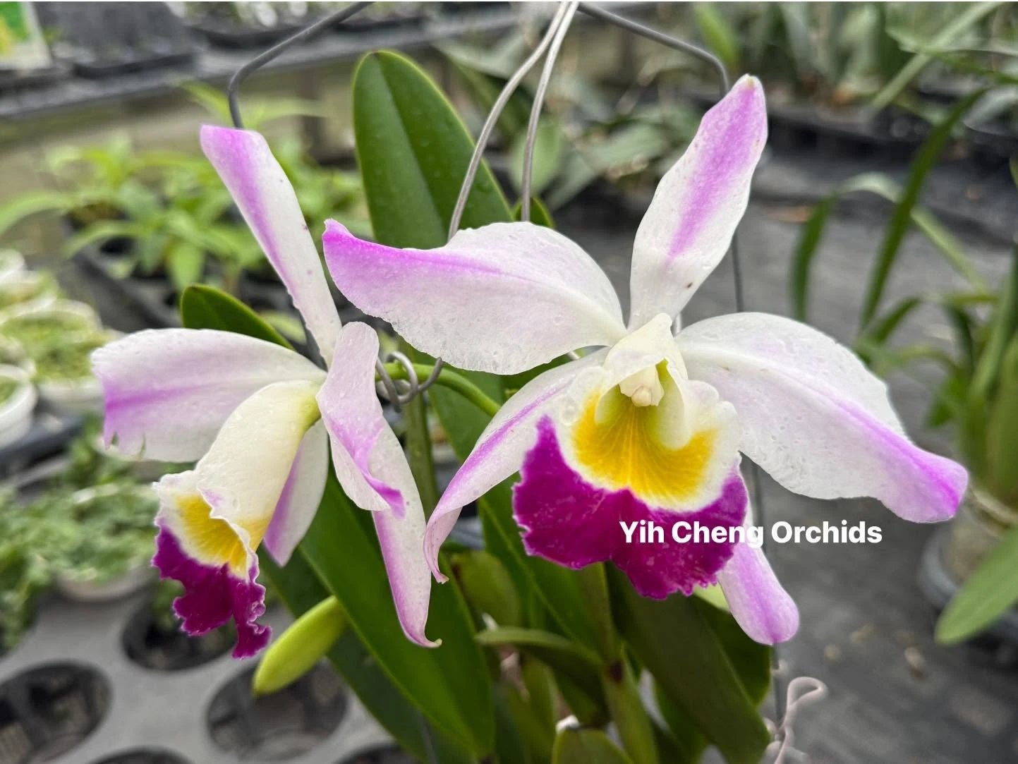 C. eldorado var. semi-alba flamea