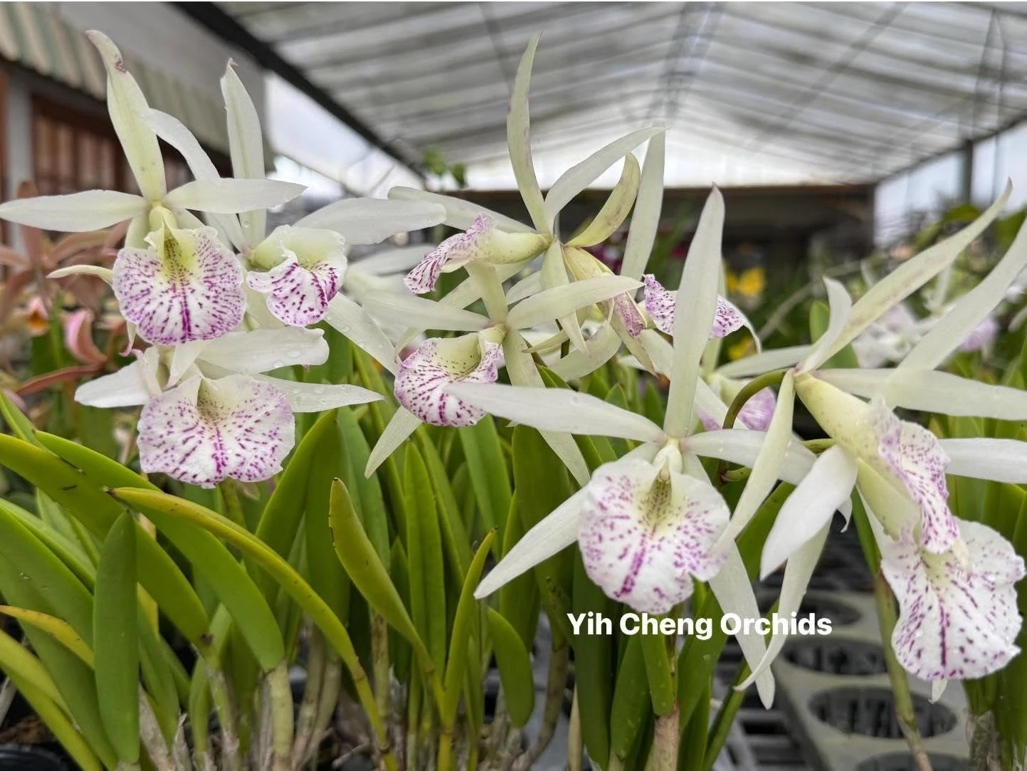 Bc. Nanipuakea 'Dogashima'