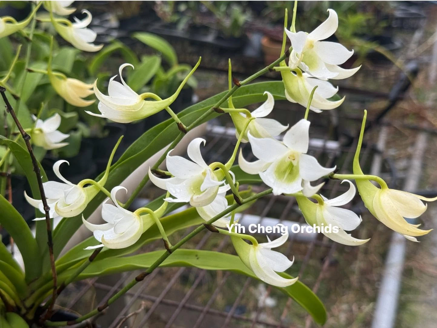 Sobennikoffia robusta