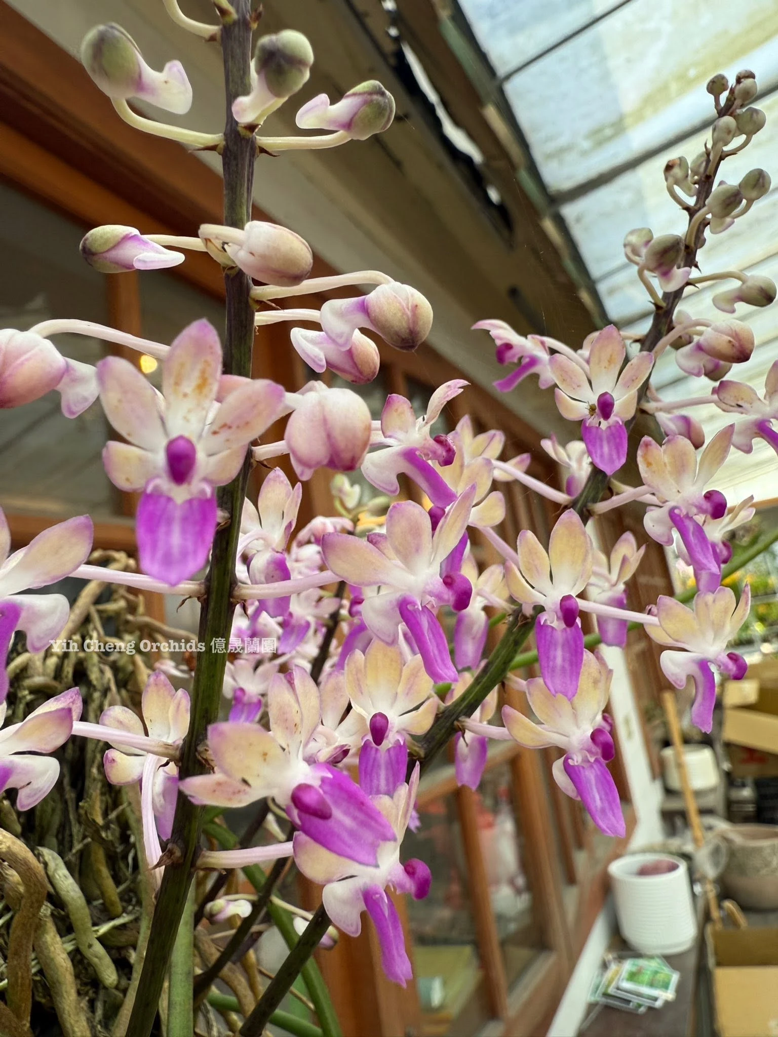 Seidenfadenia mitrata