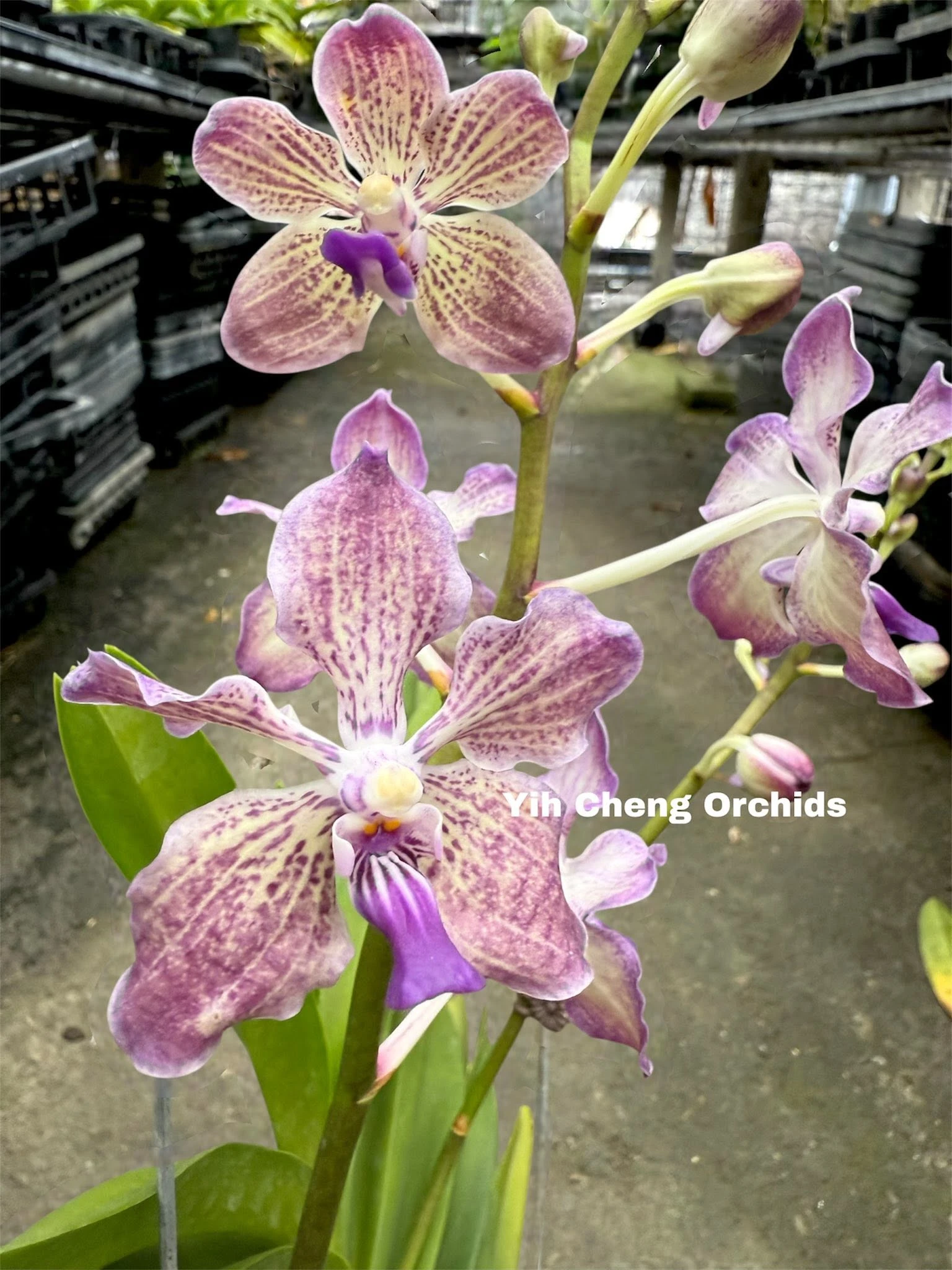 Vanda Loke x Vanda coerulea